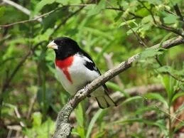 Spring Bird Migration is Here!