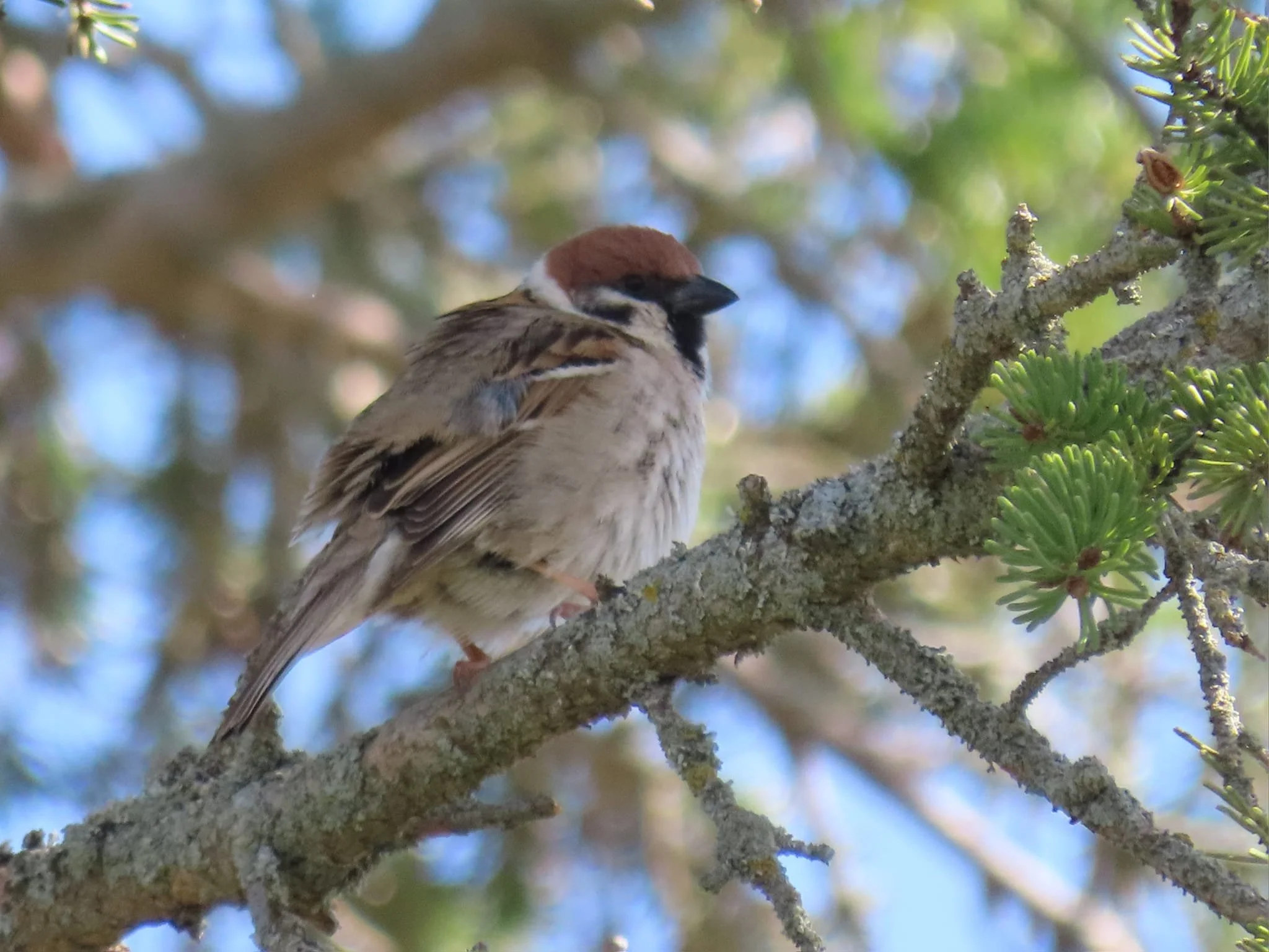 Eurasian Tree Sparrows at Fort St. Joseph