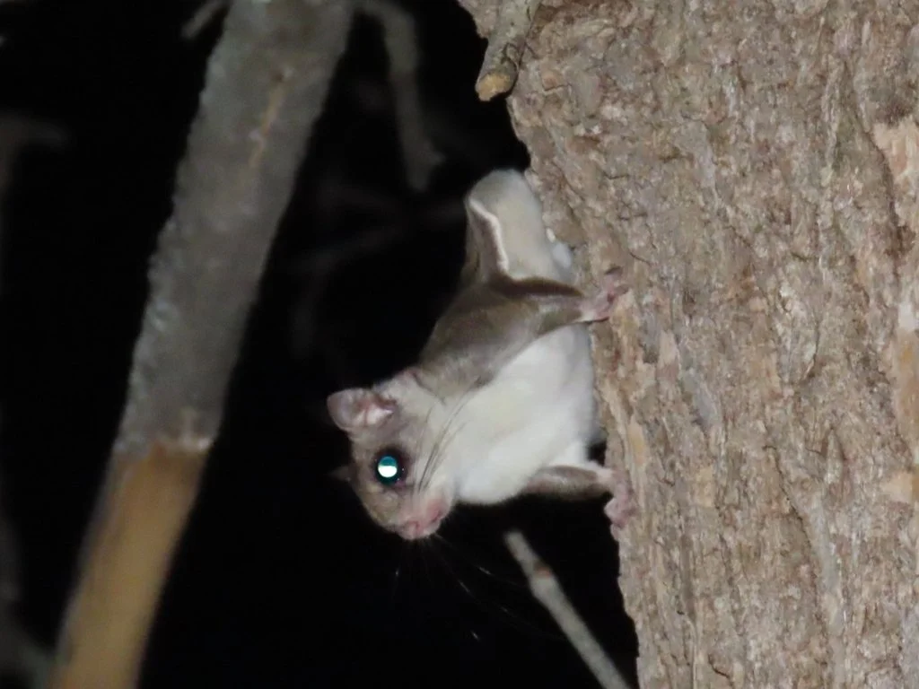 Southern Flying Squirrels in Central Algoma?