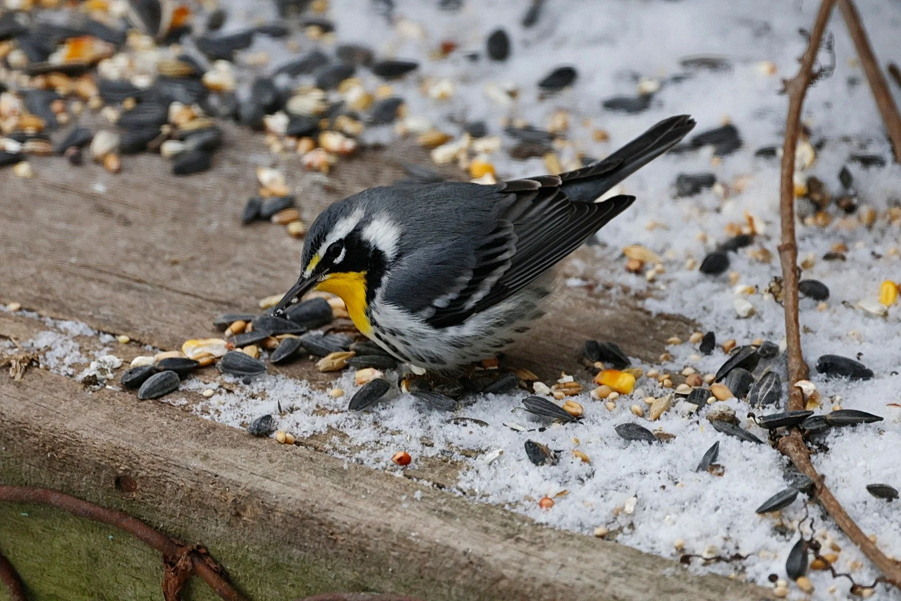 Yellow-throated Warbler in Tarbutt