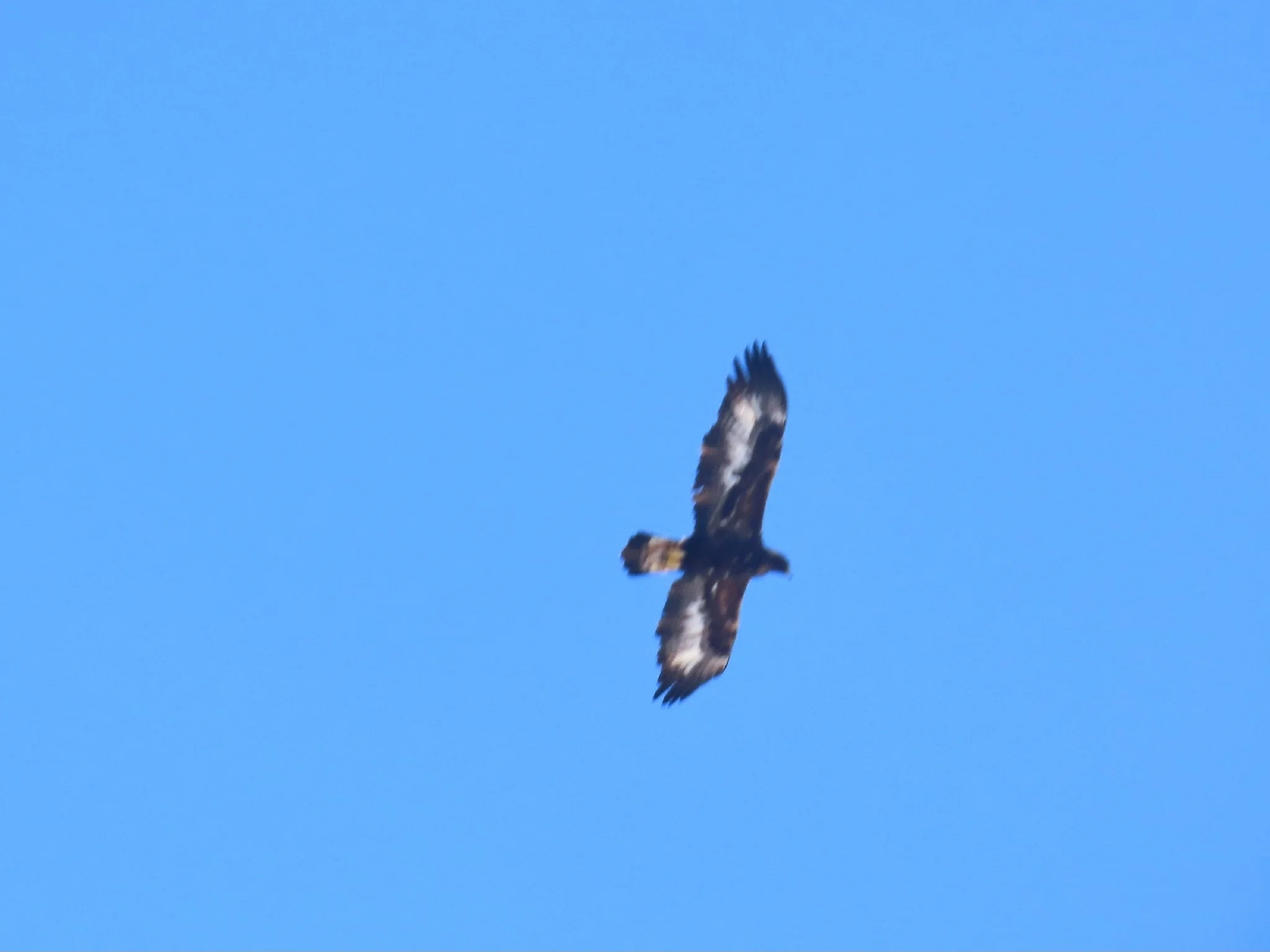 Overwintering Golden Eagles