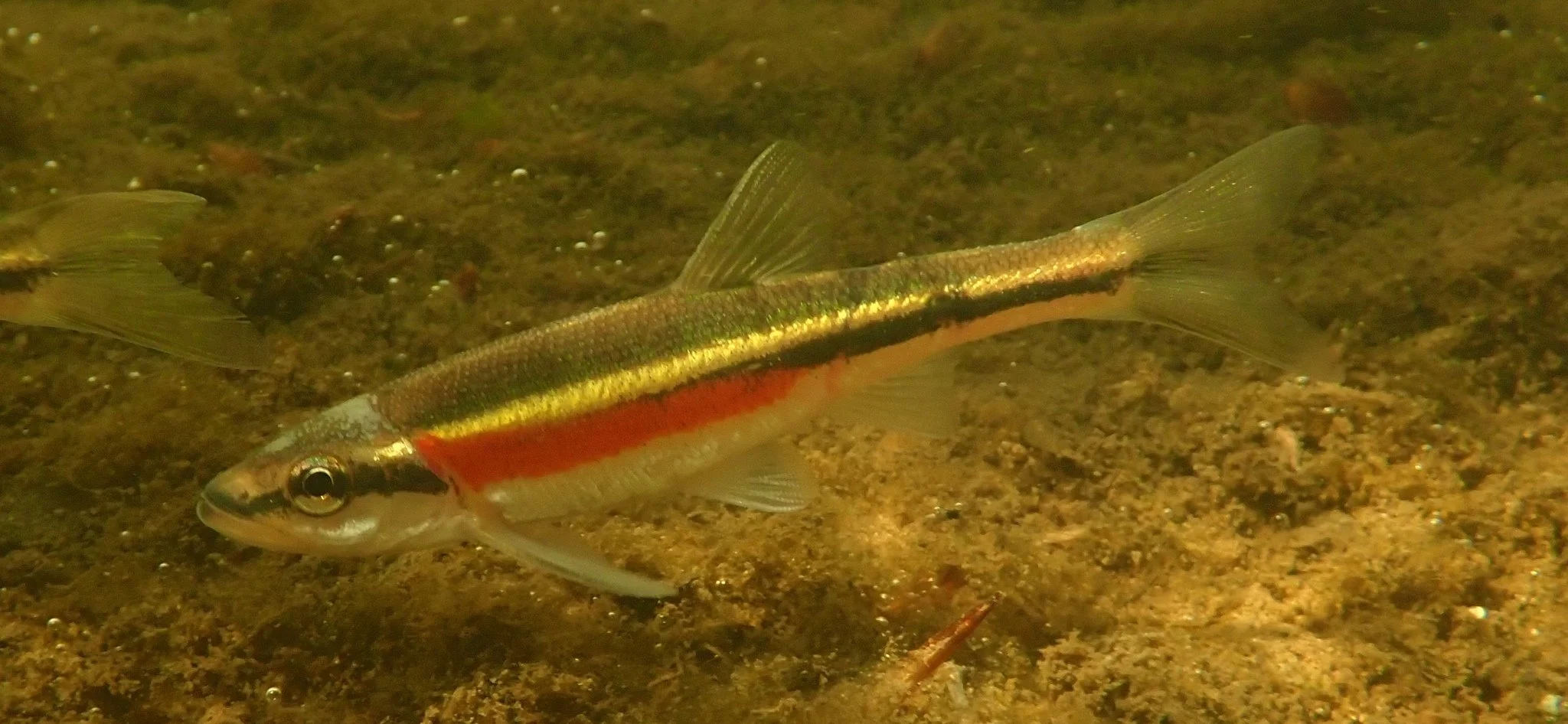 At-risk Aquatic Acrobat Brings National Recognition to Small Northern Stream&nbsp;