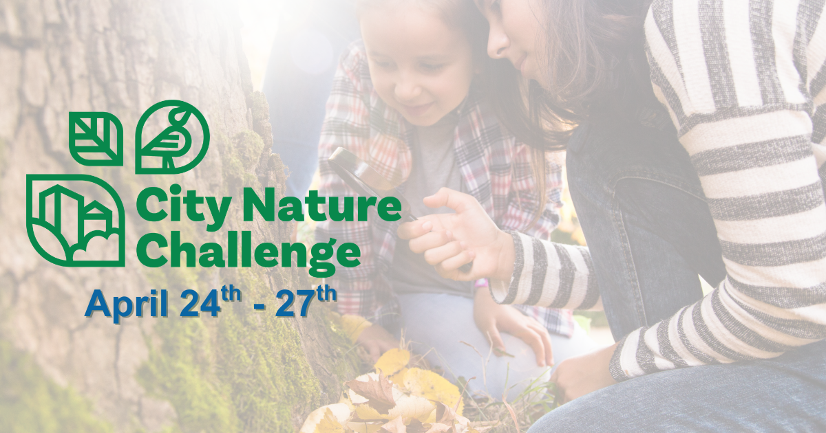 City Nature Challenge: Thessalon Coastal Trail