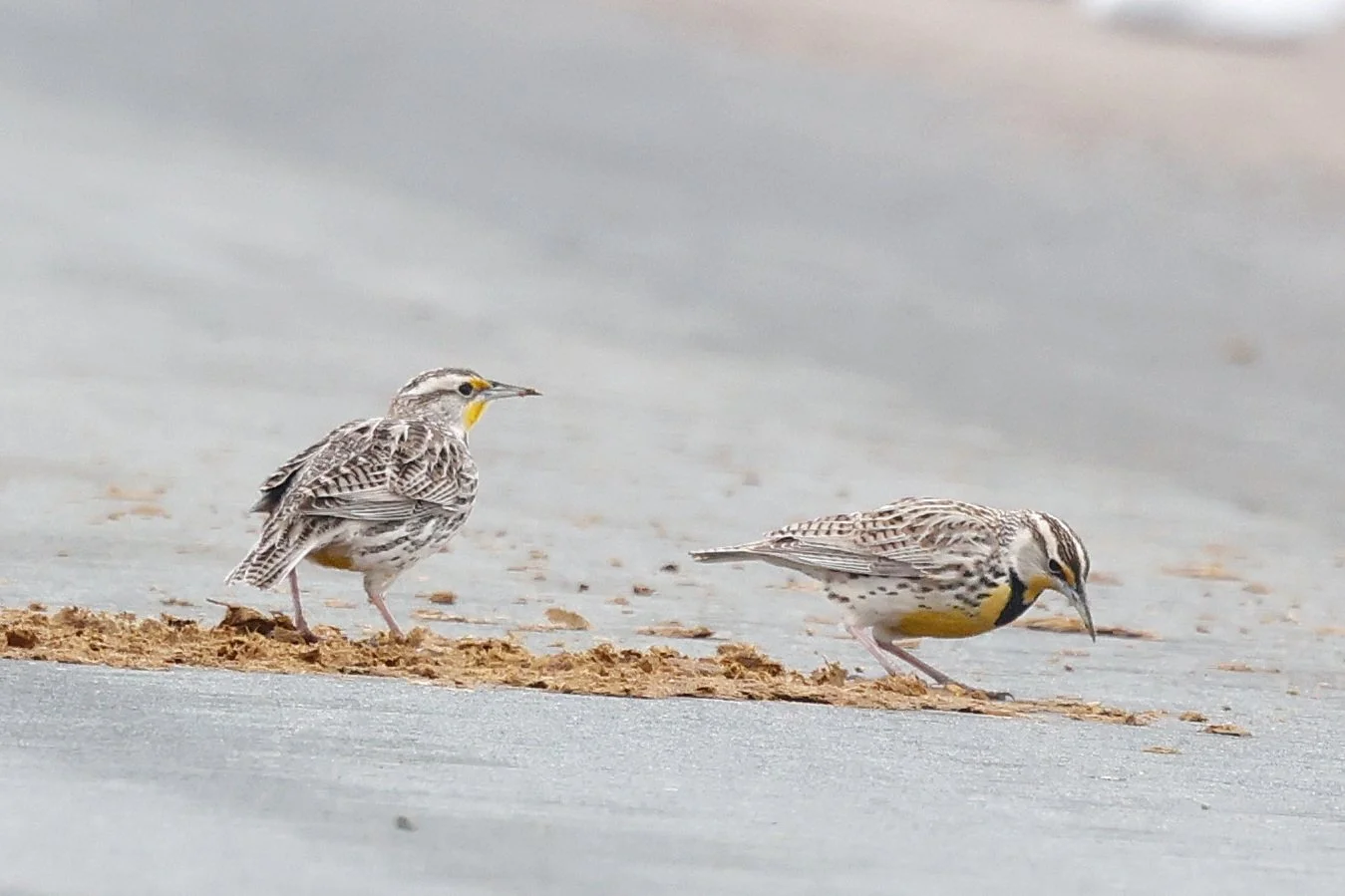 Western Meadowlarks in Tarbutt Township