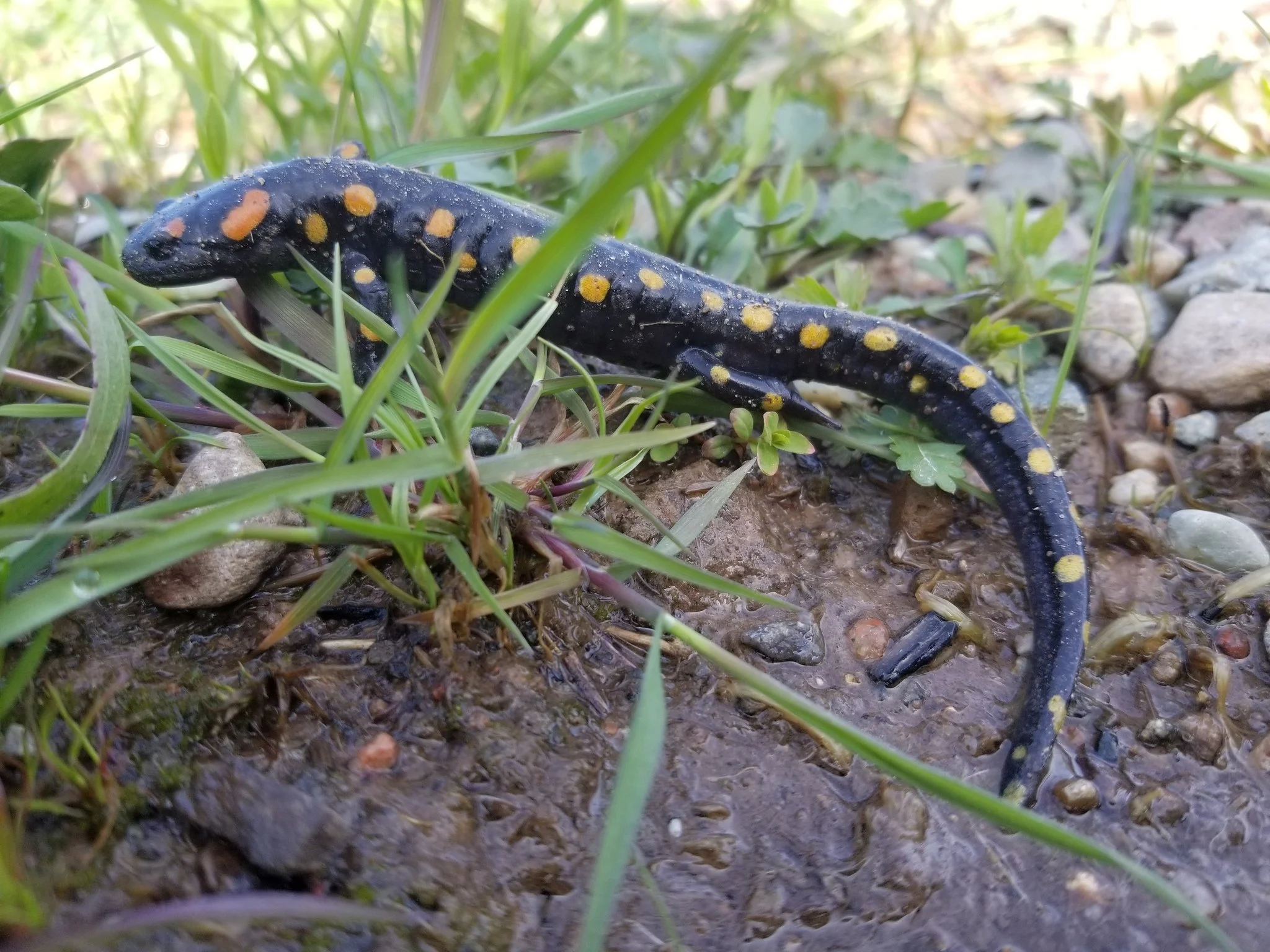 Meet the Hidden Herptiles of Central Algoma