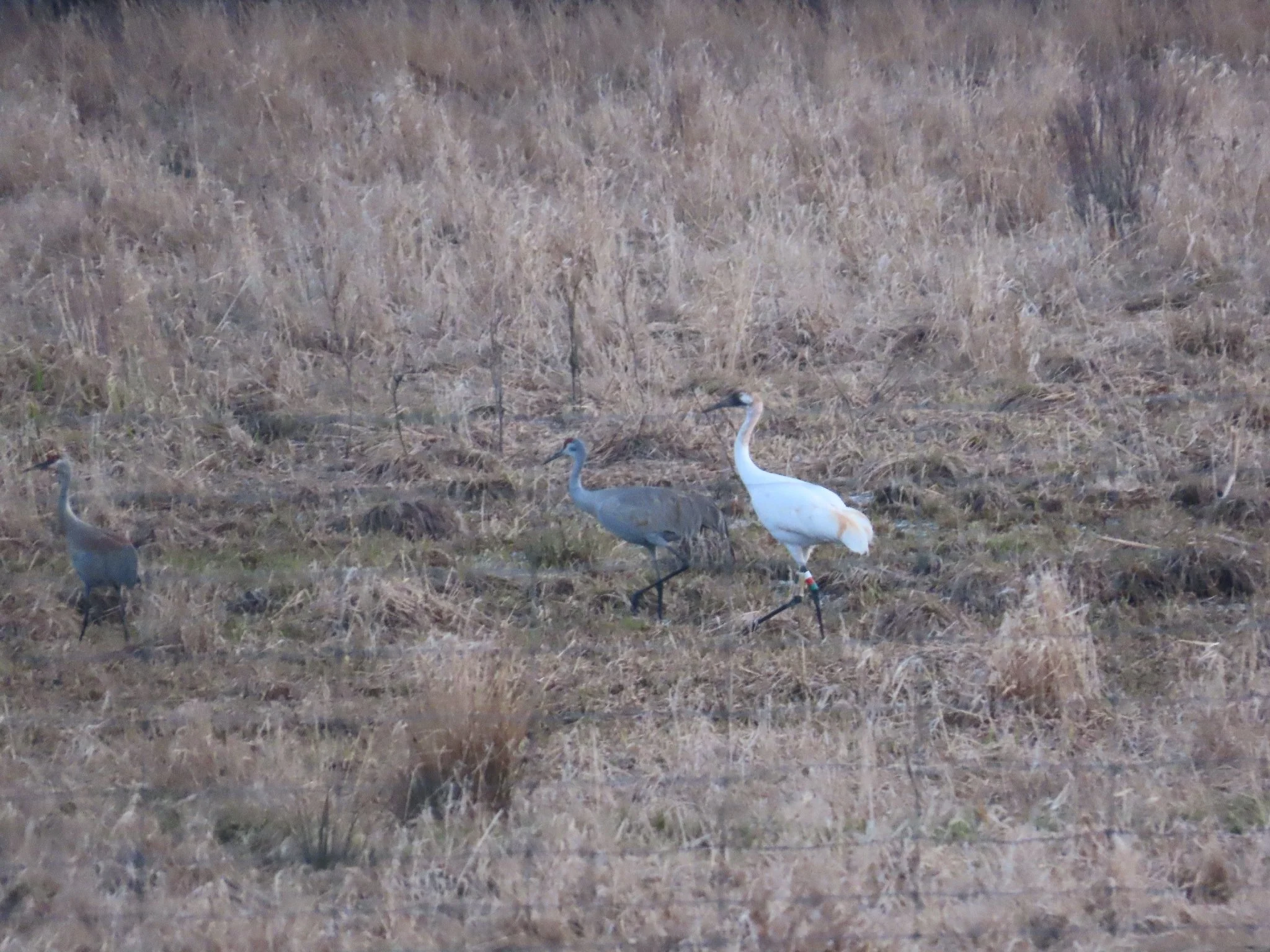 Whooping Crane Observed Near Bruce Station