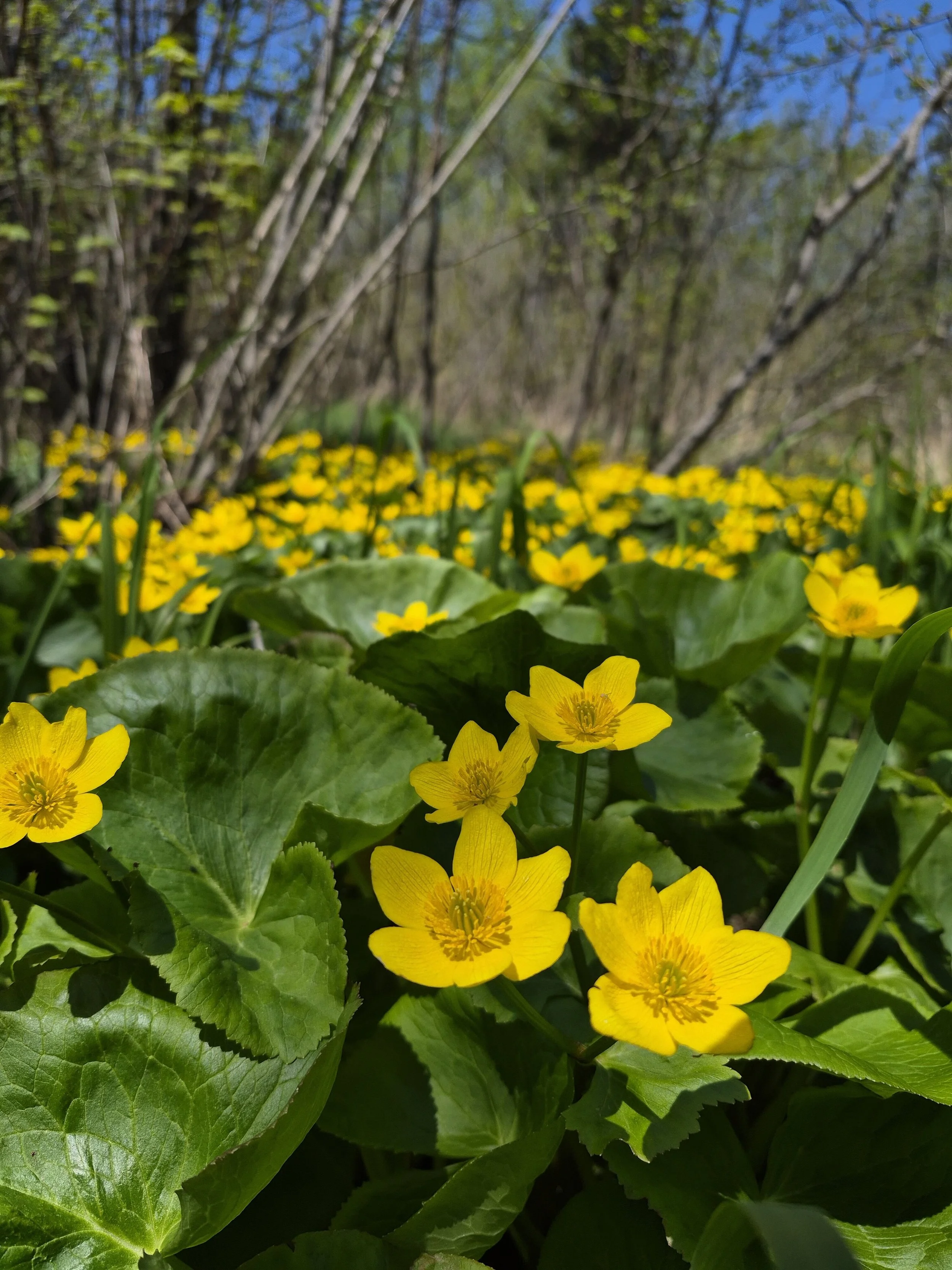 Spring Has Finally Sprung! Watch for the Wildflowers of Central Algoma
