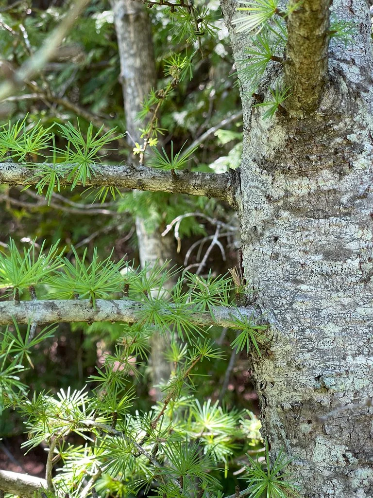 Medicinal Plants of Central Algoma 