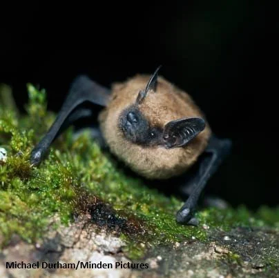 Bats are Brilliant: Appreciation for the Bat Species of Central Algoma