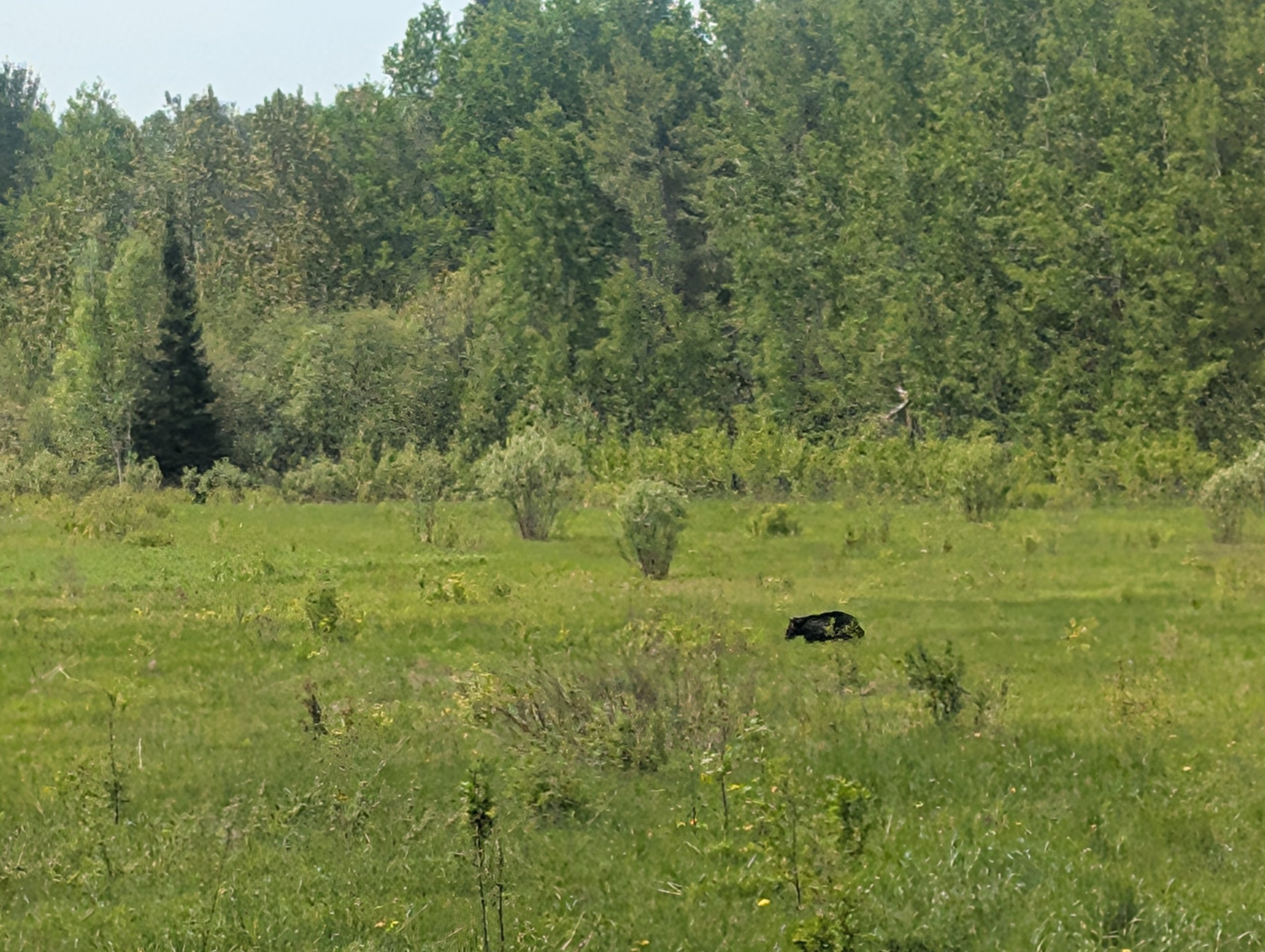 Our Responsibility to the Forest