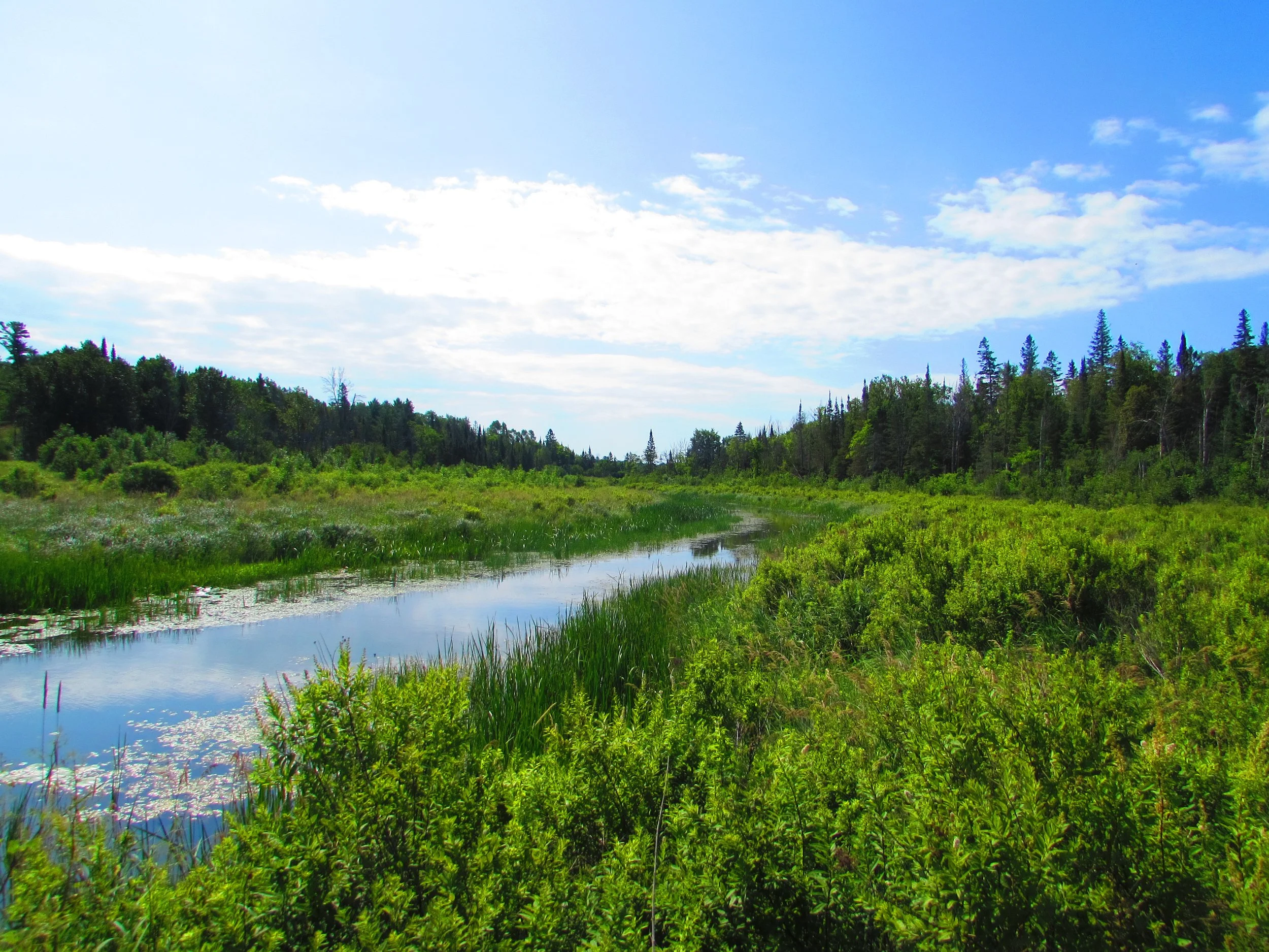 Biodiversity, Climate Change Mitigation, and the Importance of Protecting Species at Risk 