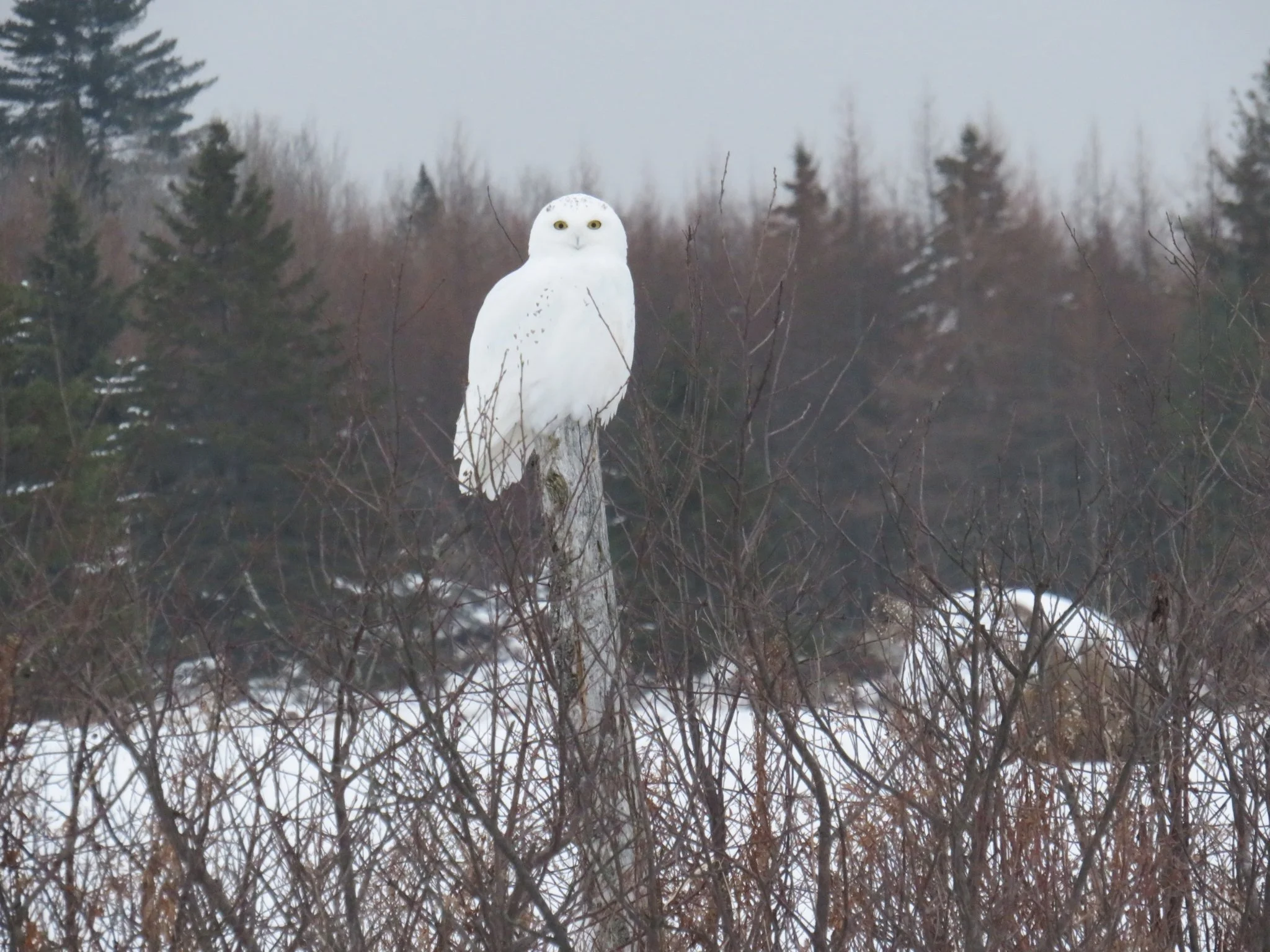 Snowy owl perched on a tree stump in a winter landscape with snow and leafless bushes, trees in the background.