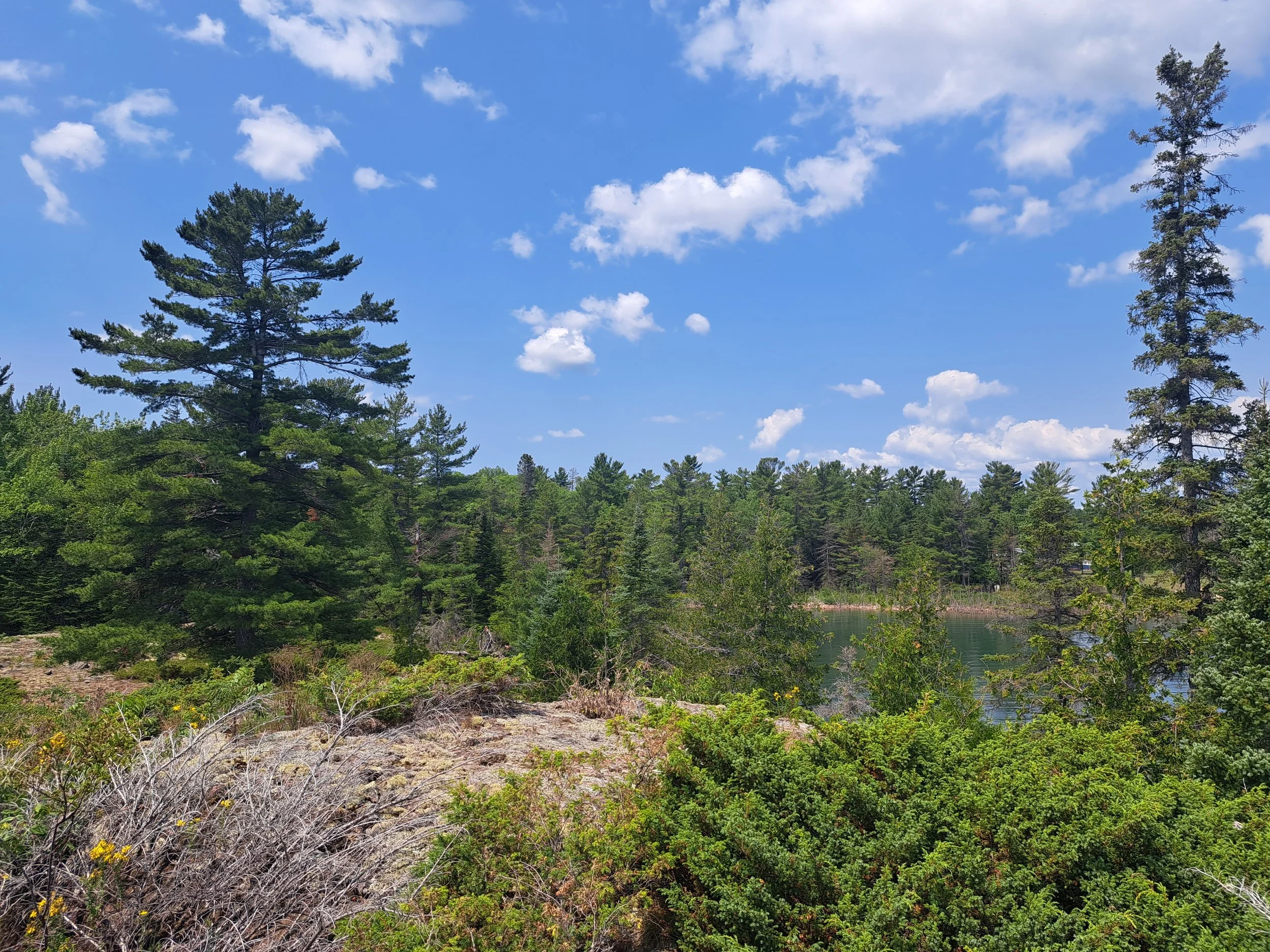 A scenic view of a forested area with tall pine trees, a small lake, and a bright blue sky with scattered clouds.