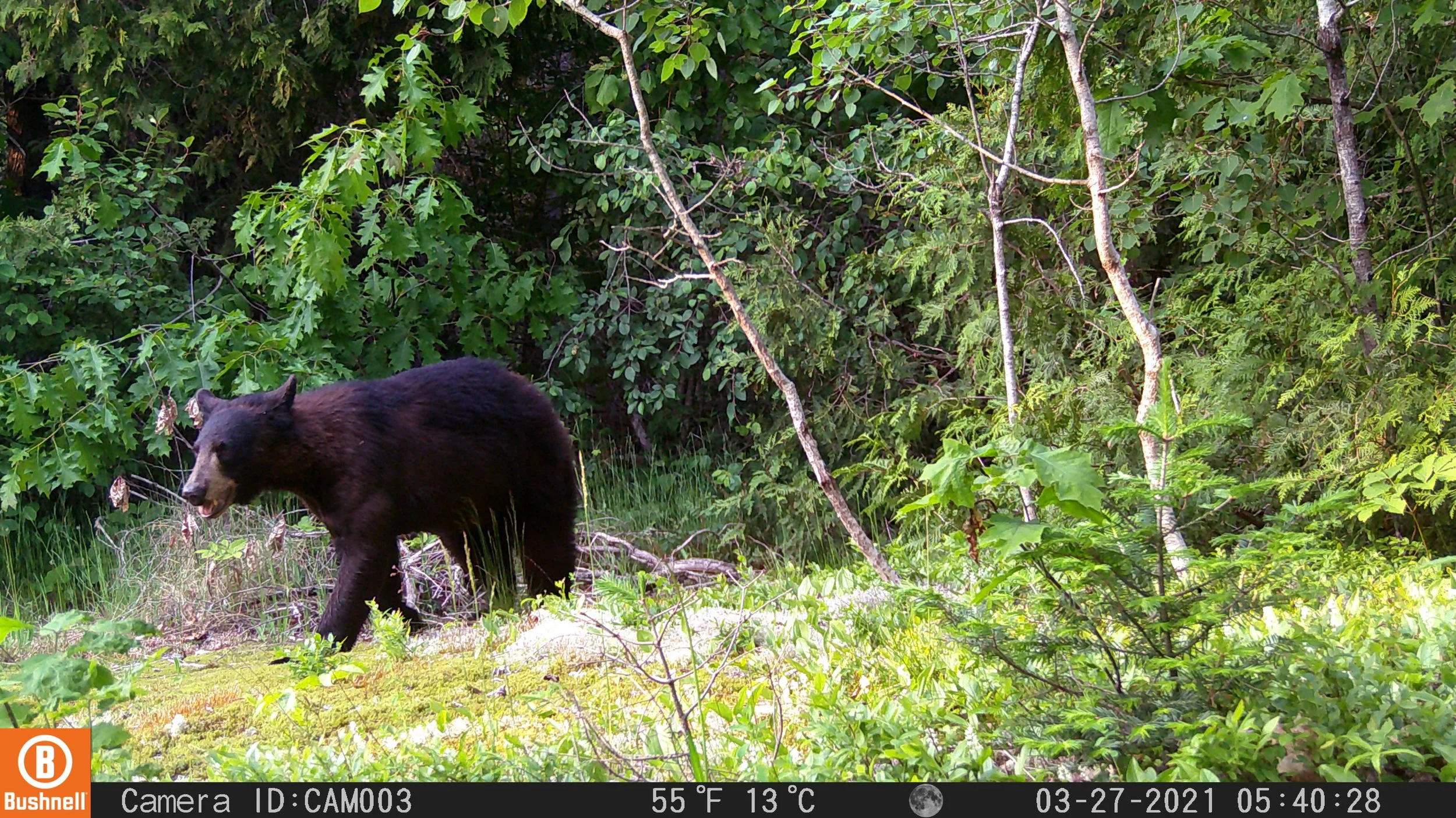 American Black Bear