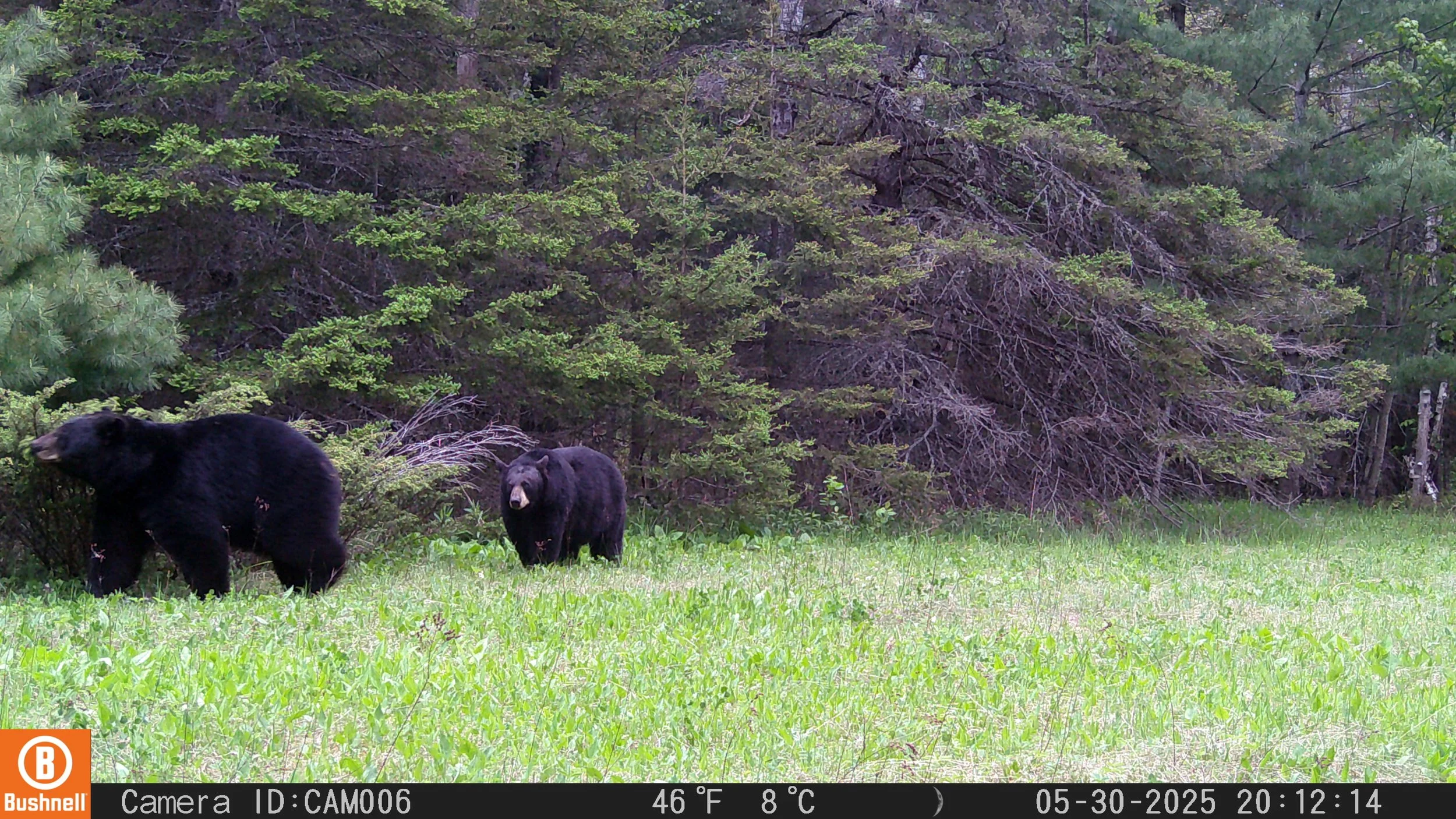American Black Bear with cub