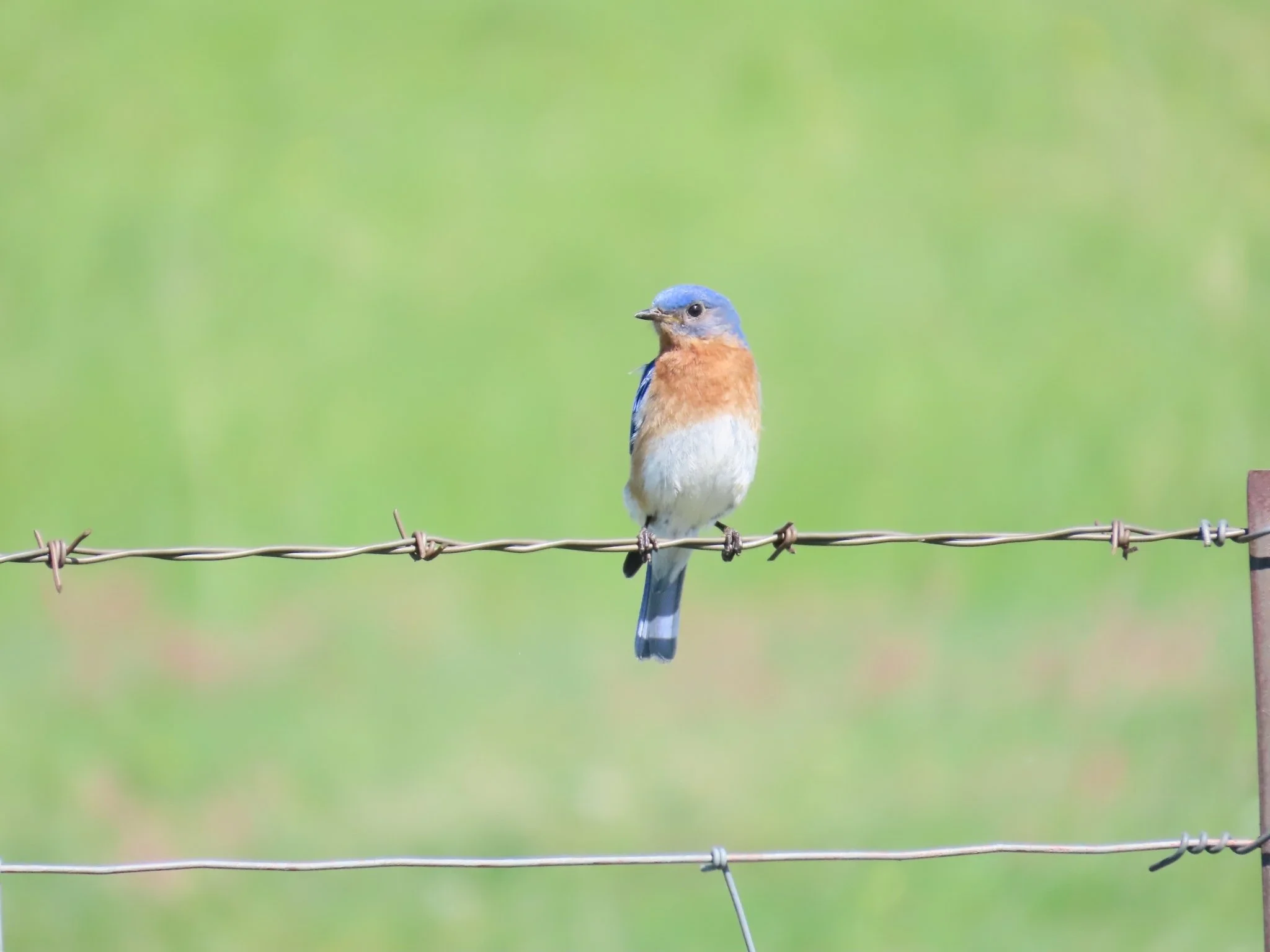 A small blue and orange bird perched on a barbed wire fence with a blurred green background.