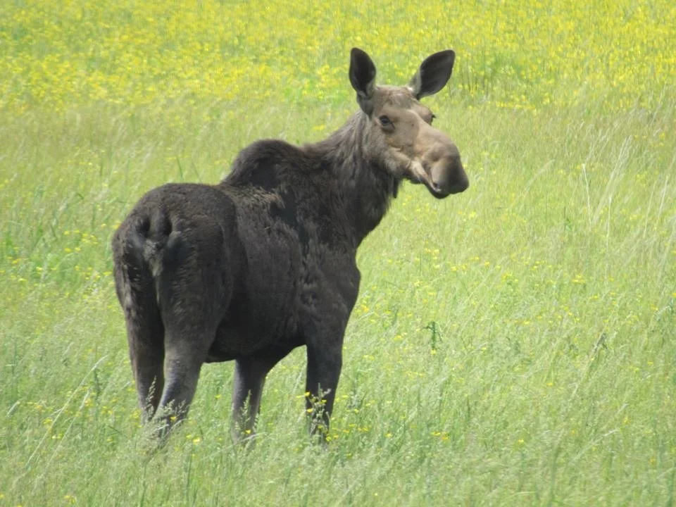 A hybrid animal with the body of a moose and the face of a beaver standing in a grassy field with yellow wildflowers.