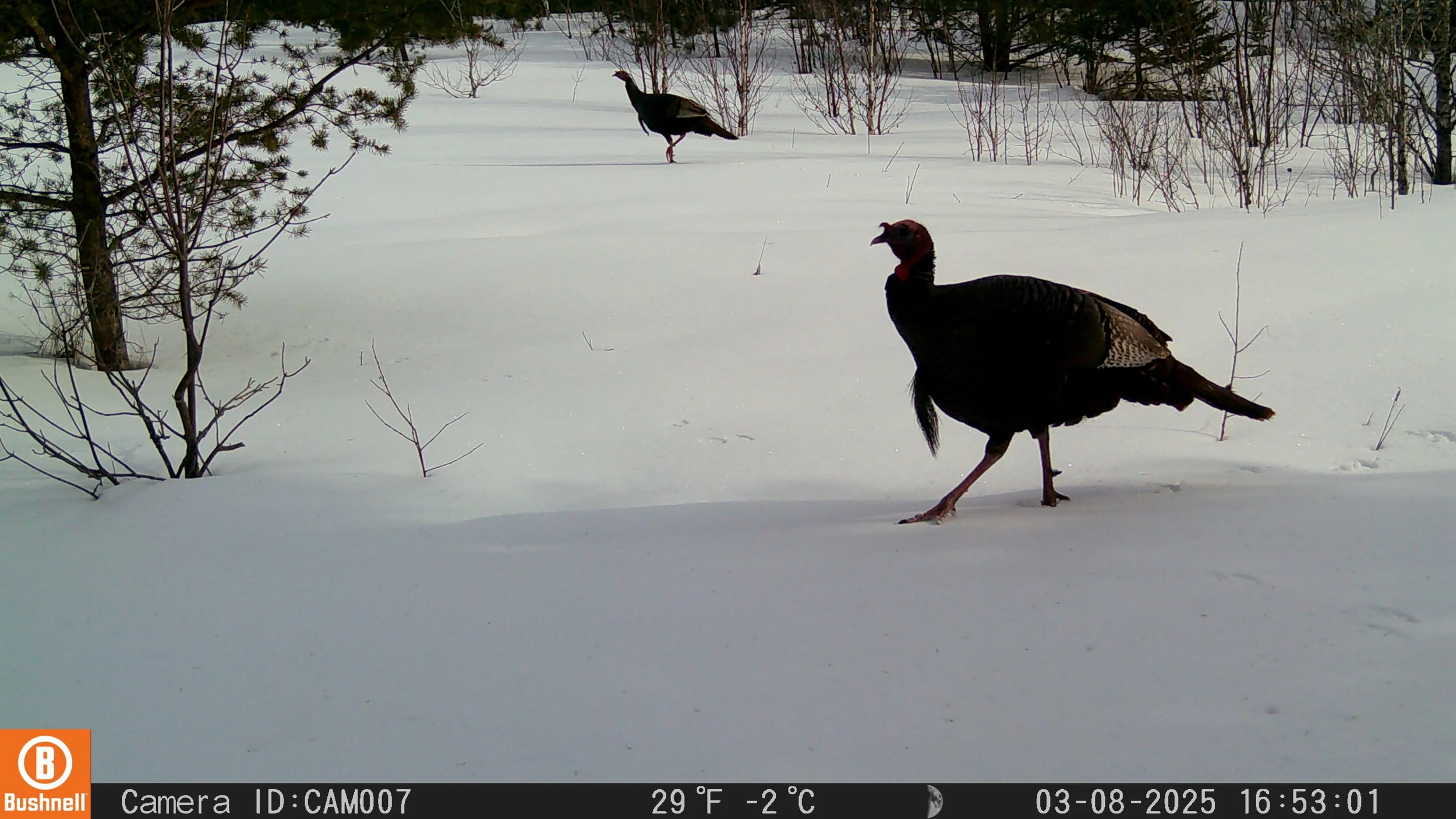 Wild Turkeys