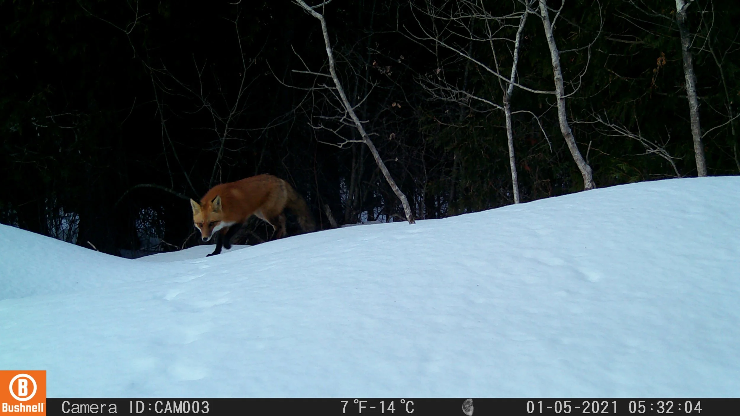 Red Fox