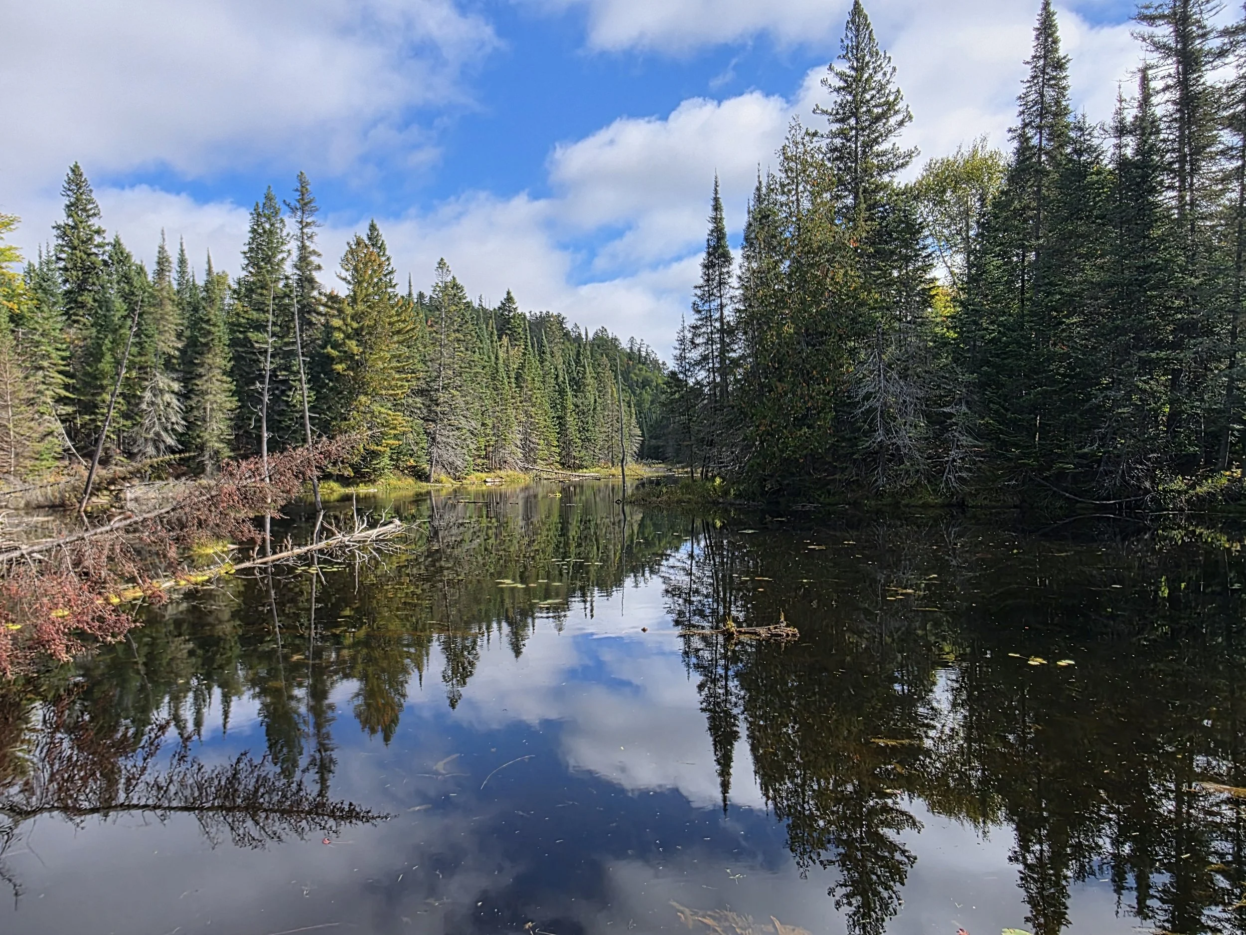 A calm river reflects a partly cloudy sky and tall pine trees on both sides of the water, with green foliage and some fallen branches.