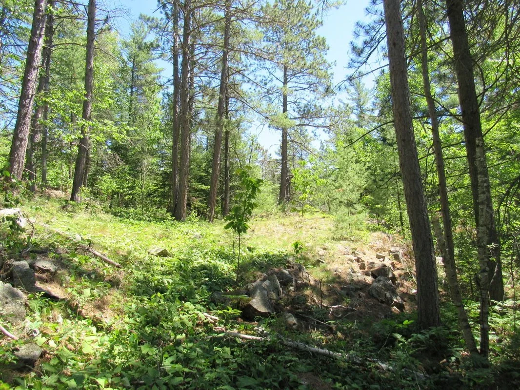 A dense forest scene with tall pine trees and lush green undergrowth, sunlight filtering through the leaves.