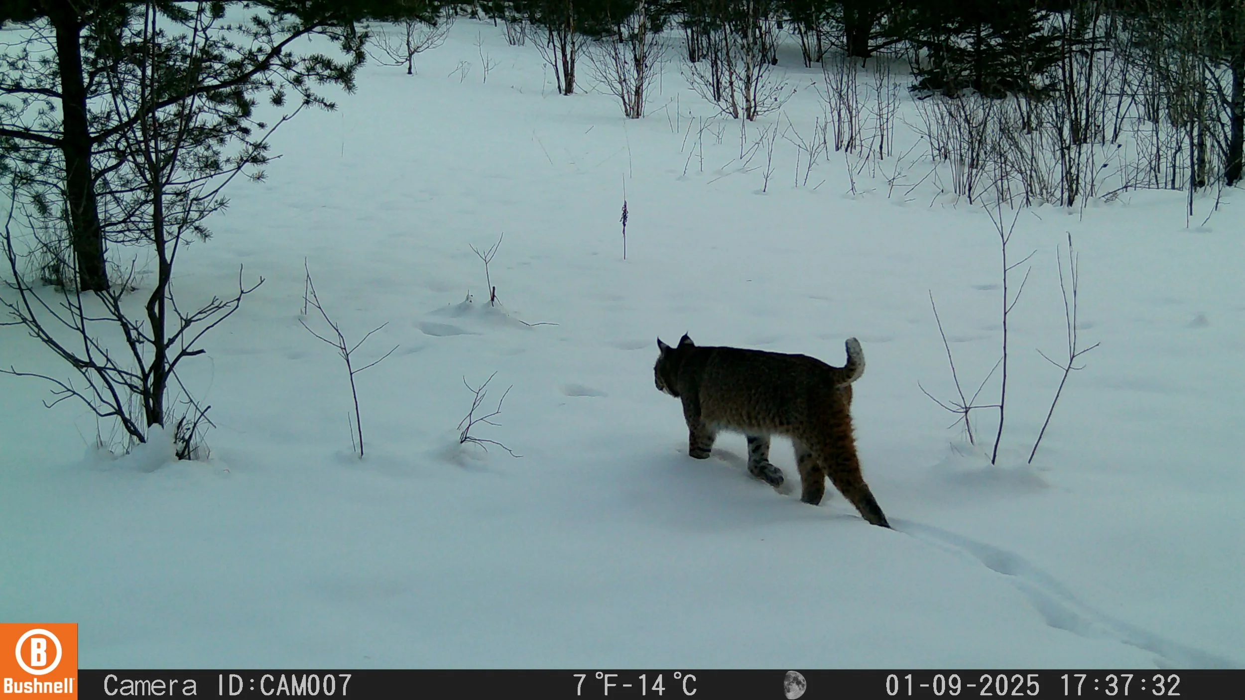 Bobcat