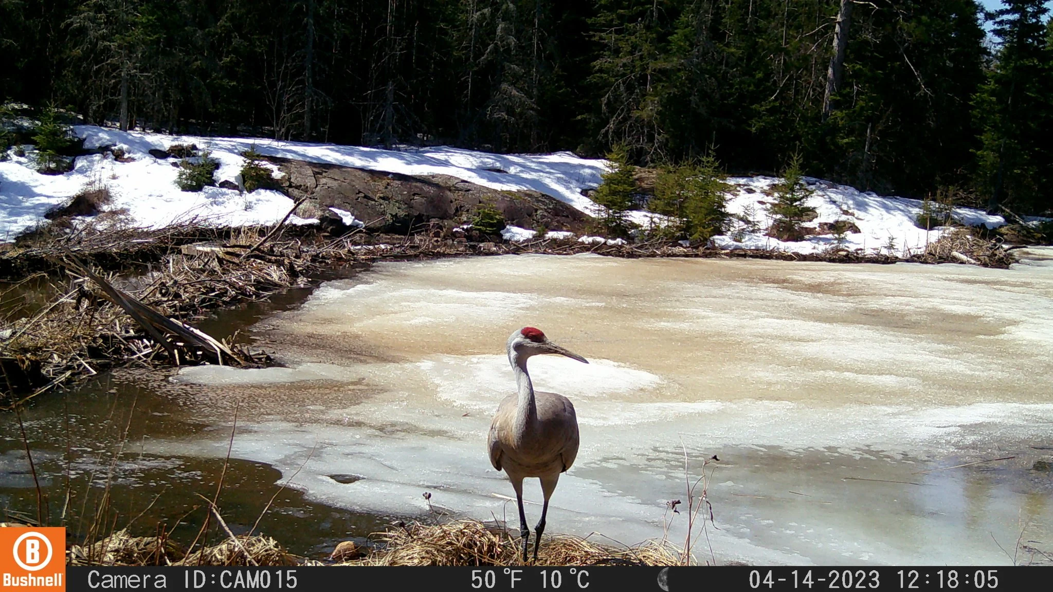 Sandhill Crane