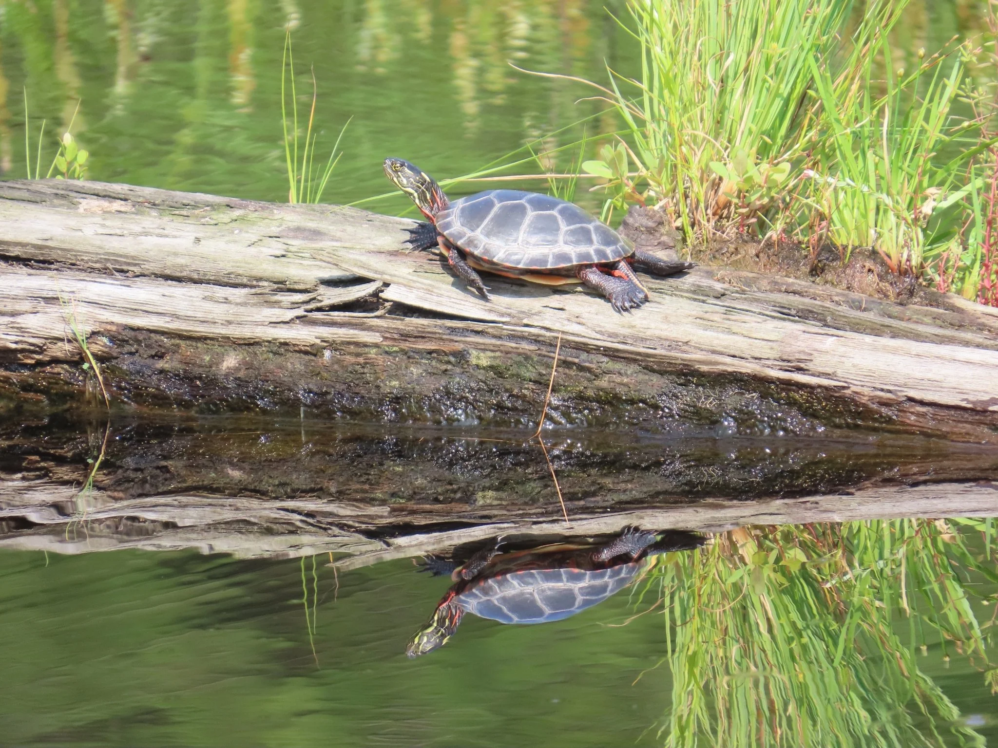 A turtle resting on a log near water, with yellow and red markings on its head and limbs, and green grass and reeds in the background.