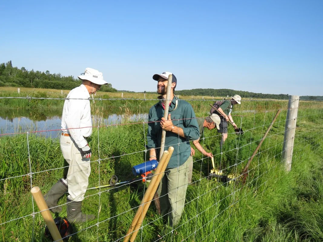 Group of people building a wire fence in a grassy, wetland area on a sunny day.