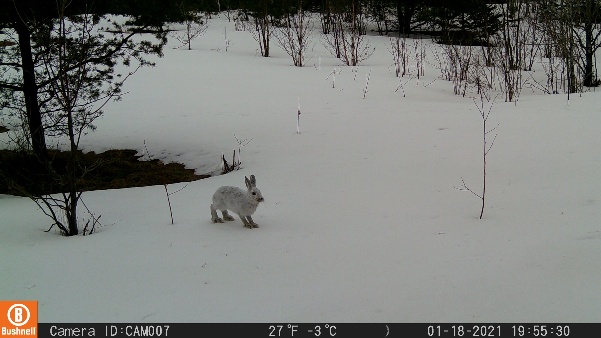 Snowshoe Hare