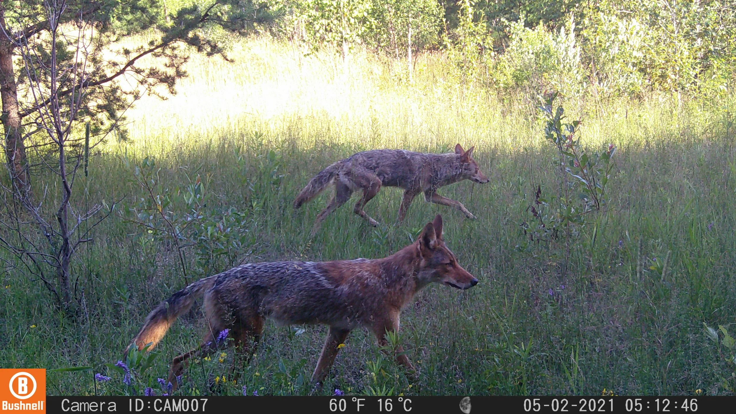 Coyotes