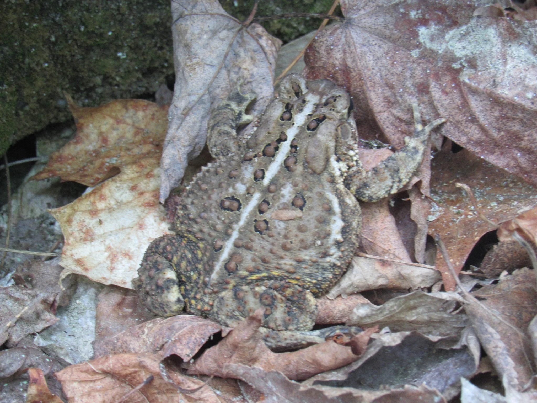 A toad sitting among dry leaves on the ground in a natural setting.