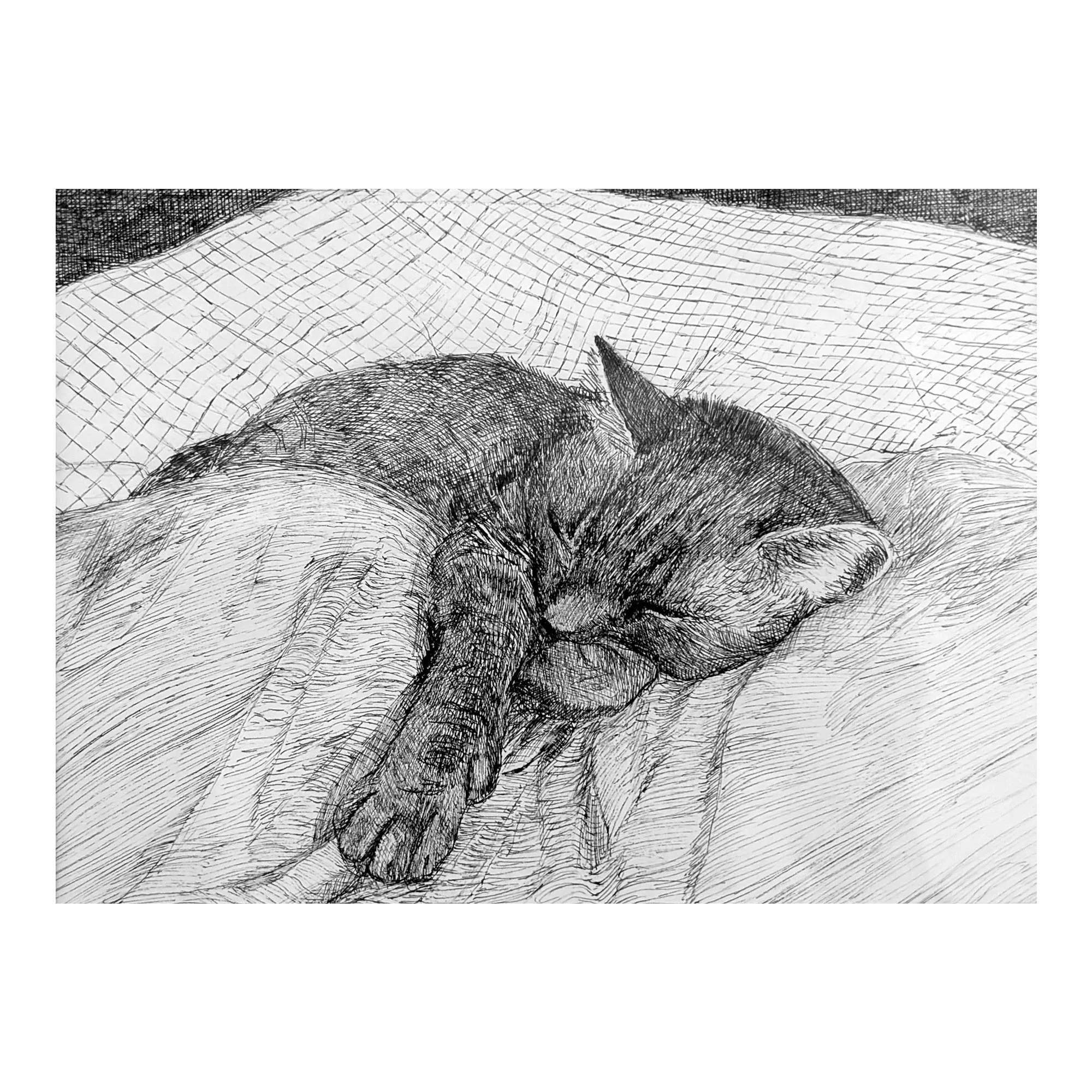 Ariane D'Souza - Sleeping Cat