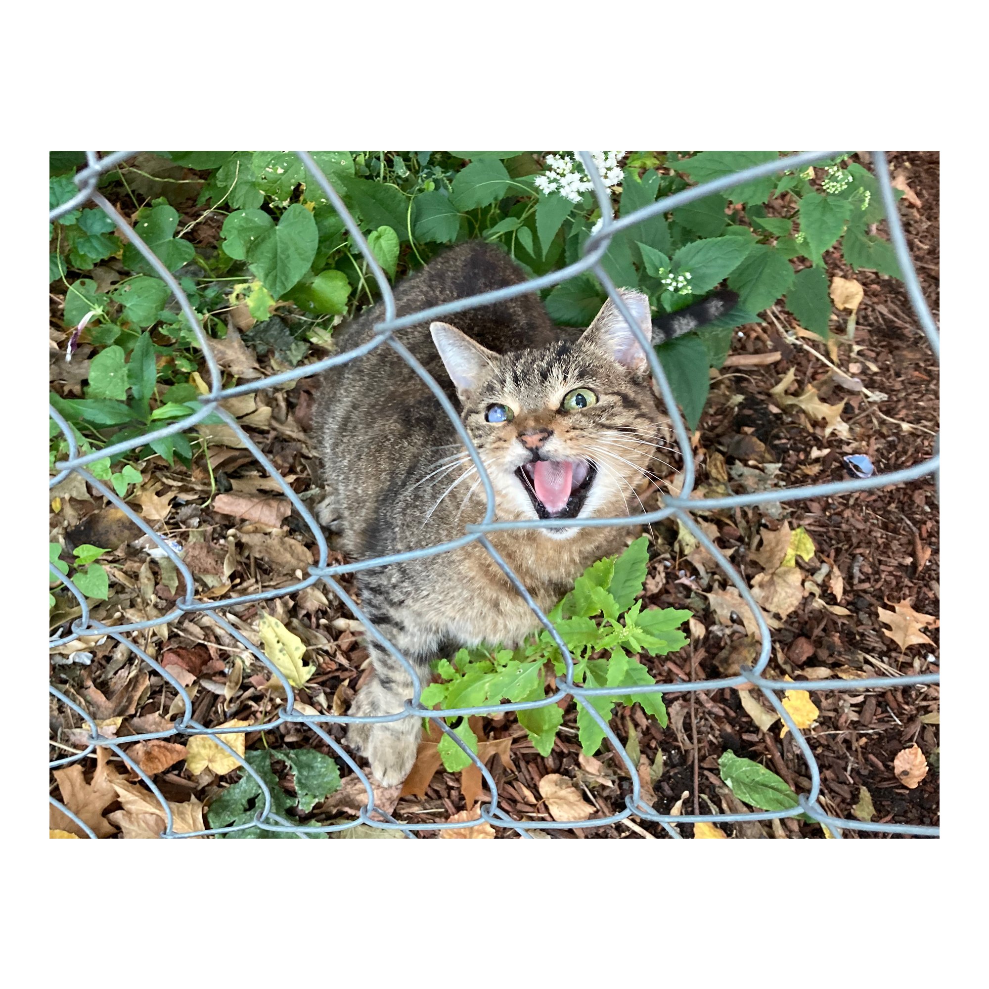 Eric Phipps - Stray Cat