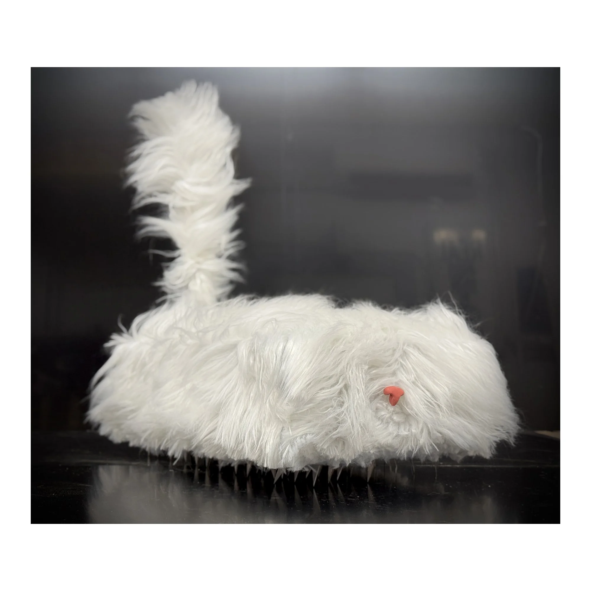 Mac Pohanka - Indoor White Persian #1: Will destroy your furniture (we can’t have nice things), 2025