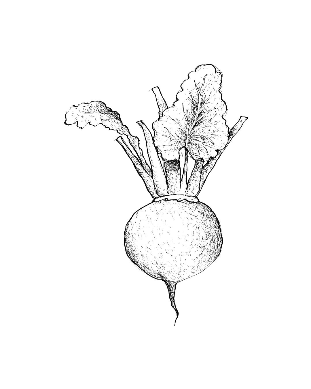 Illustration of a beet with leafy greens and a round root.