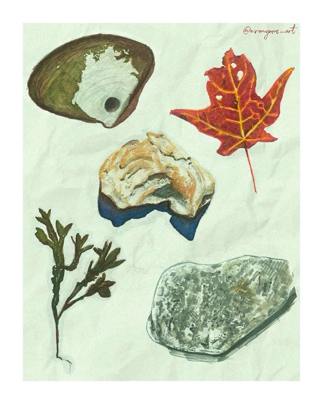 In honor of starting a new year of school I figured I&rsquo;d post some drawings I made for my Media and Metaphor in Nature class :) had a lot of fun using copics with colored pencils for the first time!

#naturedrawings #copics #copicmarkers #prisma