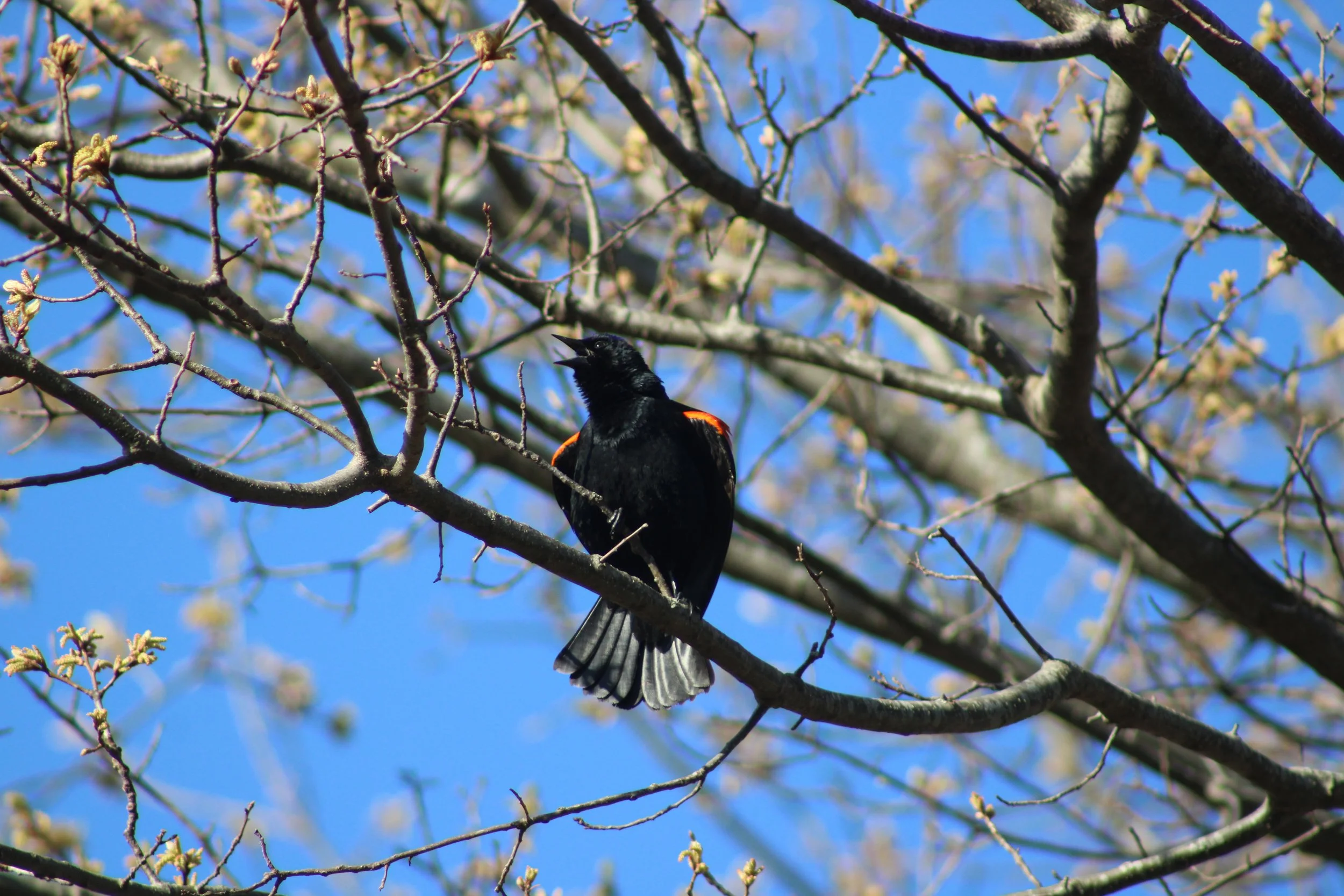 A Red-winged Blackbird acting territorial in Franklin Park, Dorchester, MA.