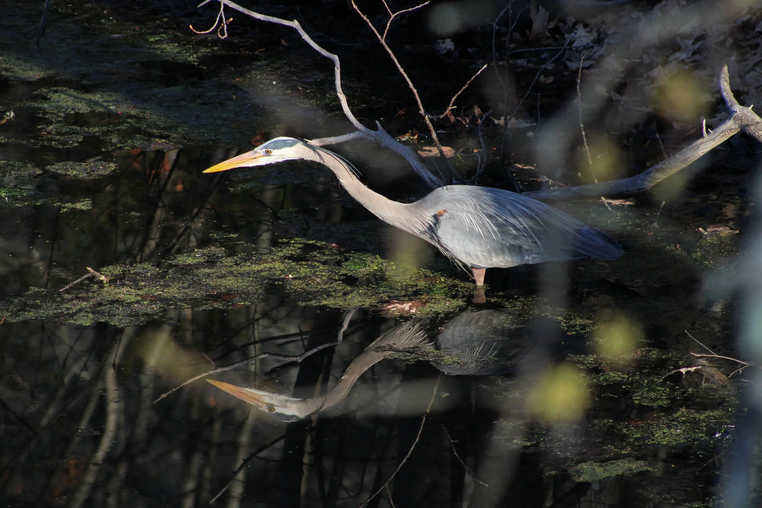 A Great-Blue Heron pictured at Franklin Park in Dorchester, MA.
