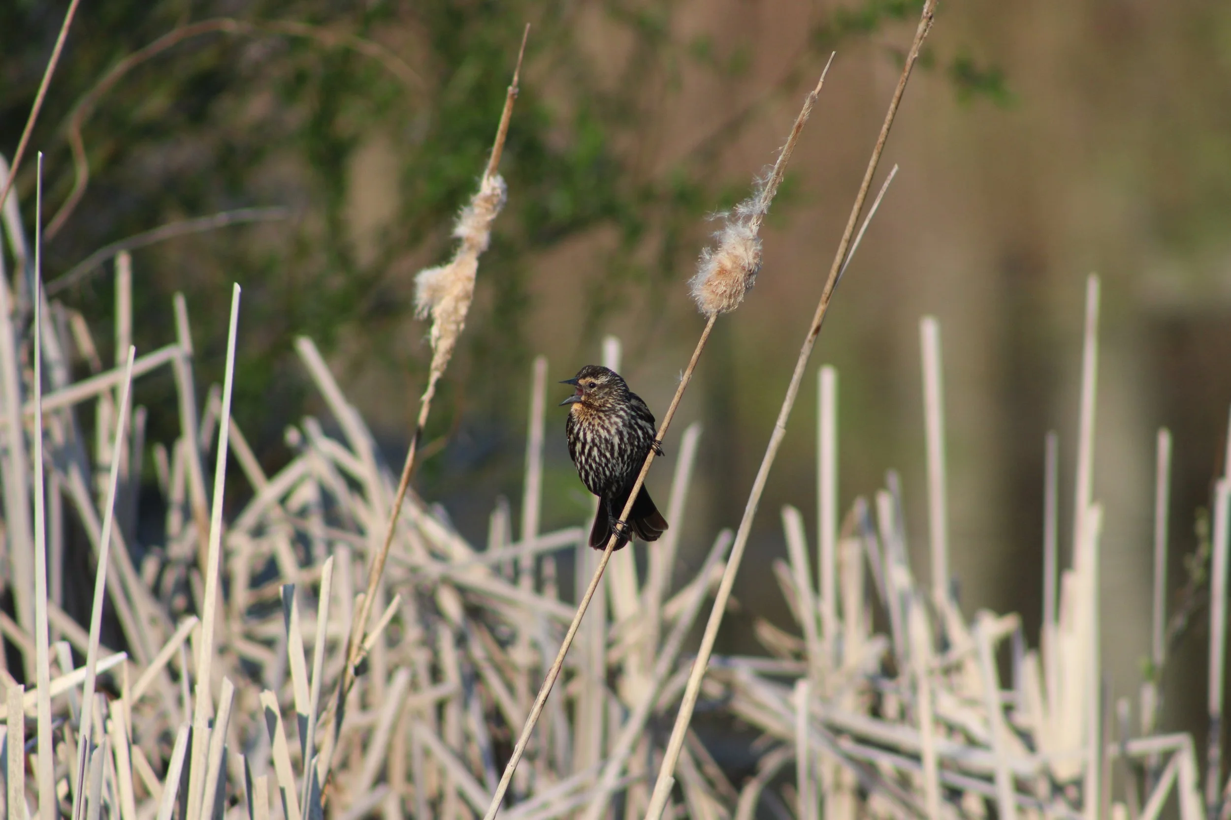 A female Red-winged Blackbird pictured singing at Franklin Park, Dorchester, MA.