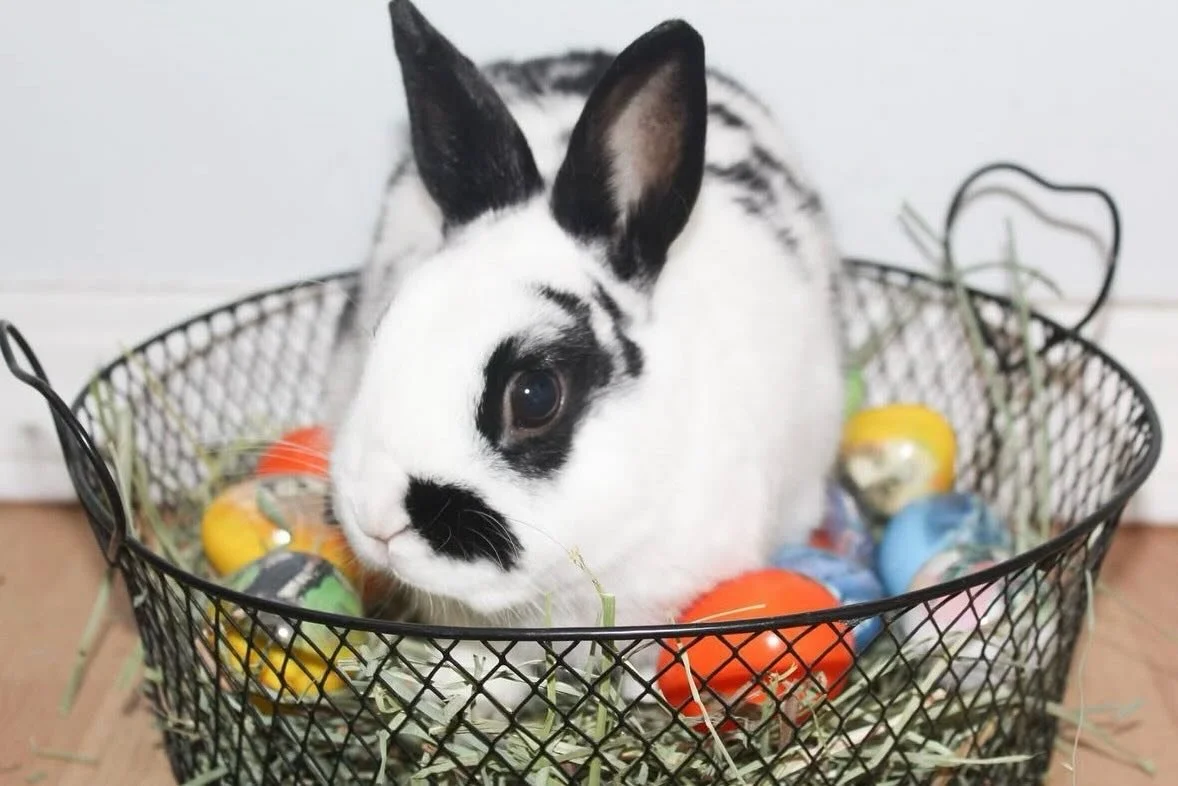 May your Easter be filled with egg hunts, delicious treats, and adorable bunnies!