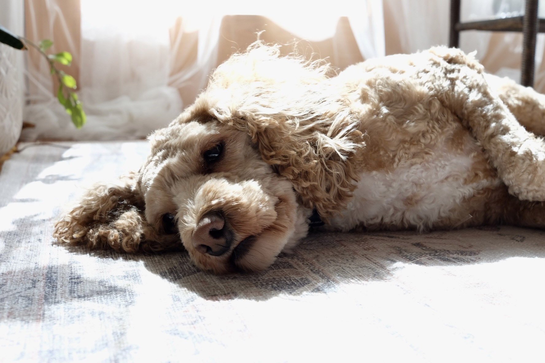 Fluffy light-brown dog lying on a sunlit rug, resting its head on the floor.