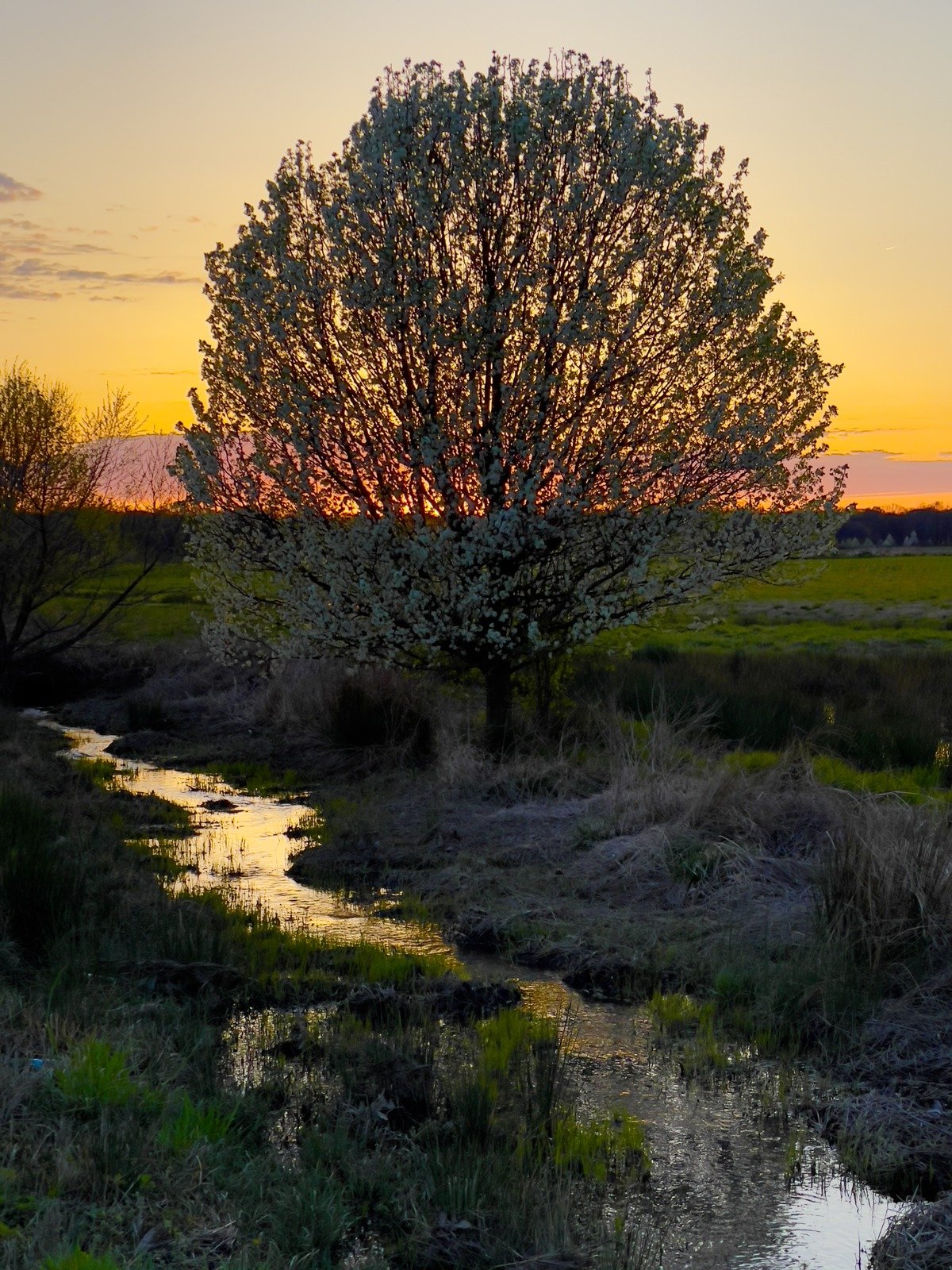 Spring Arrives in the Meadow