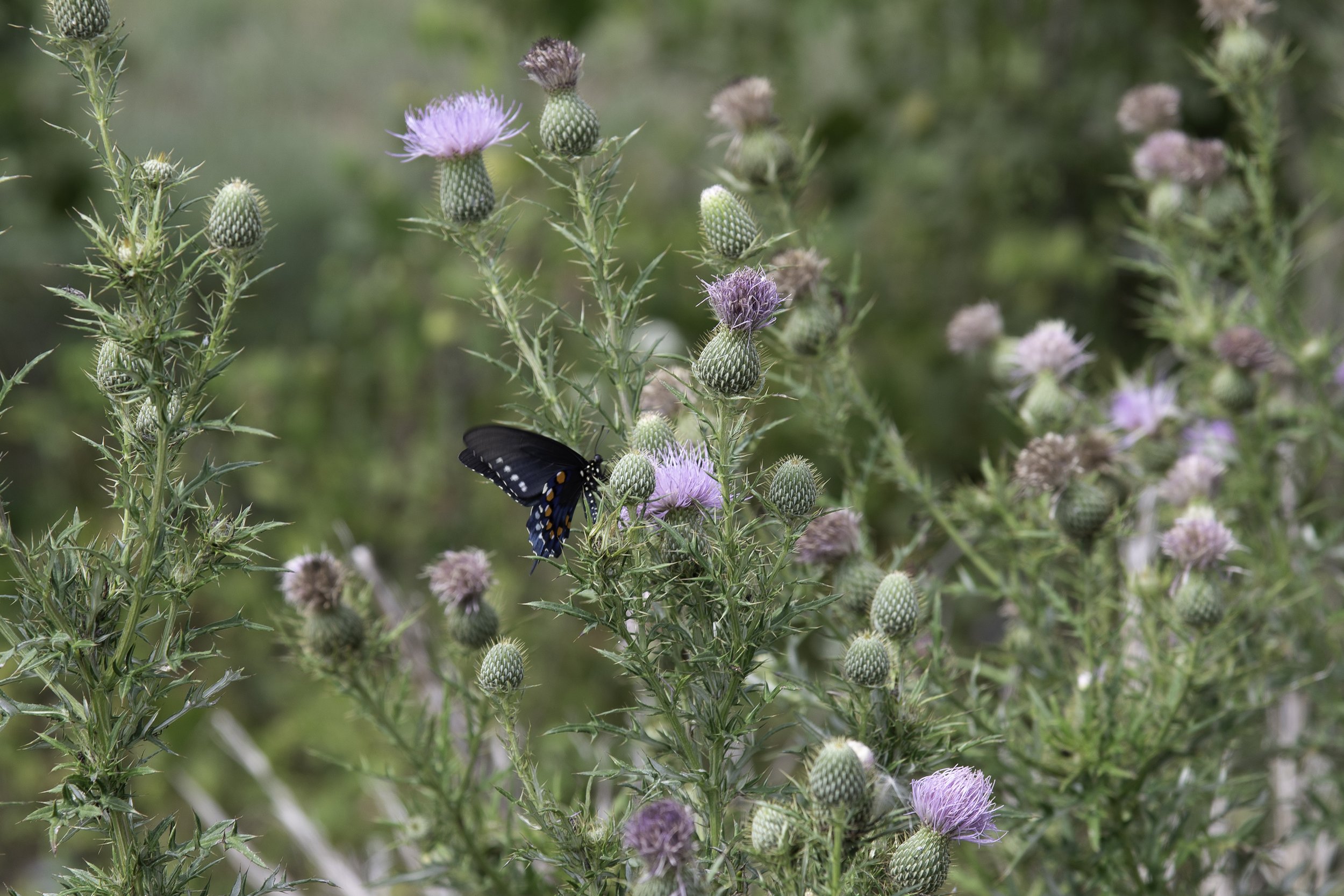 Flutters Among the Thistle