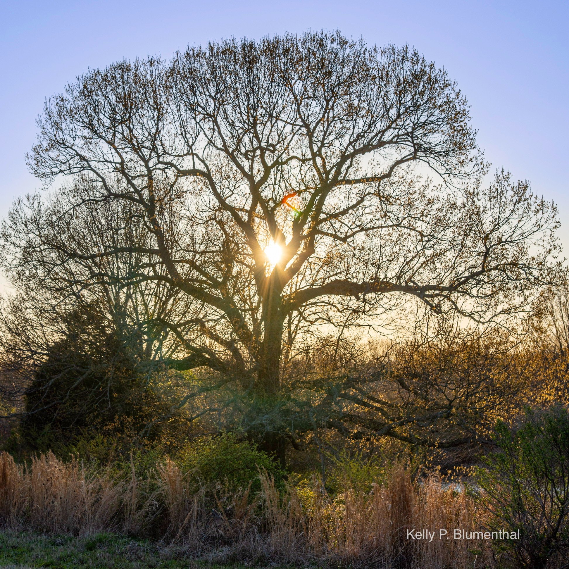 Tree of the Sun