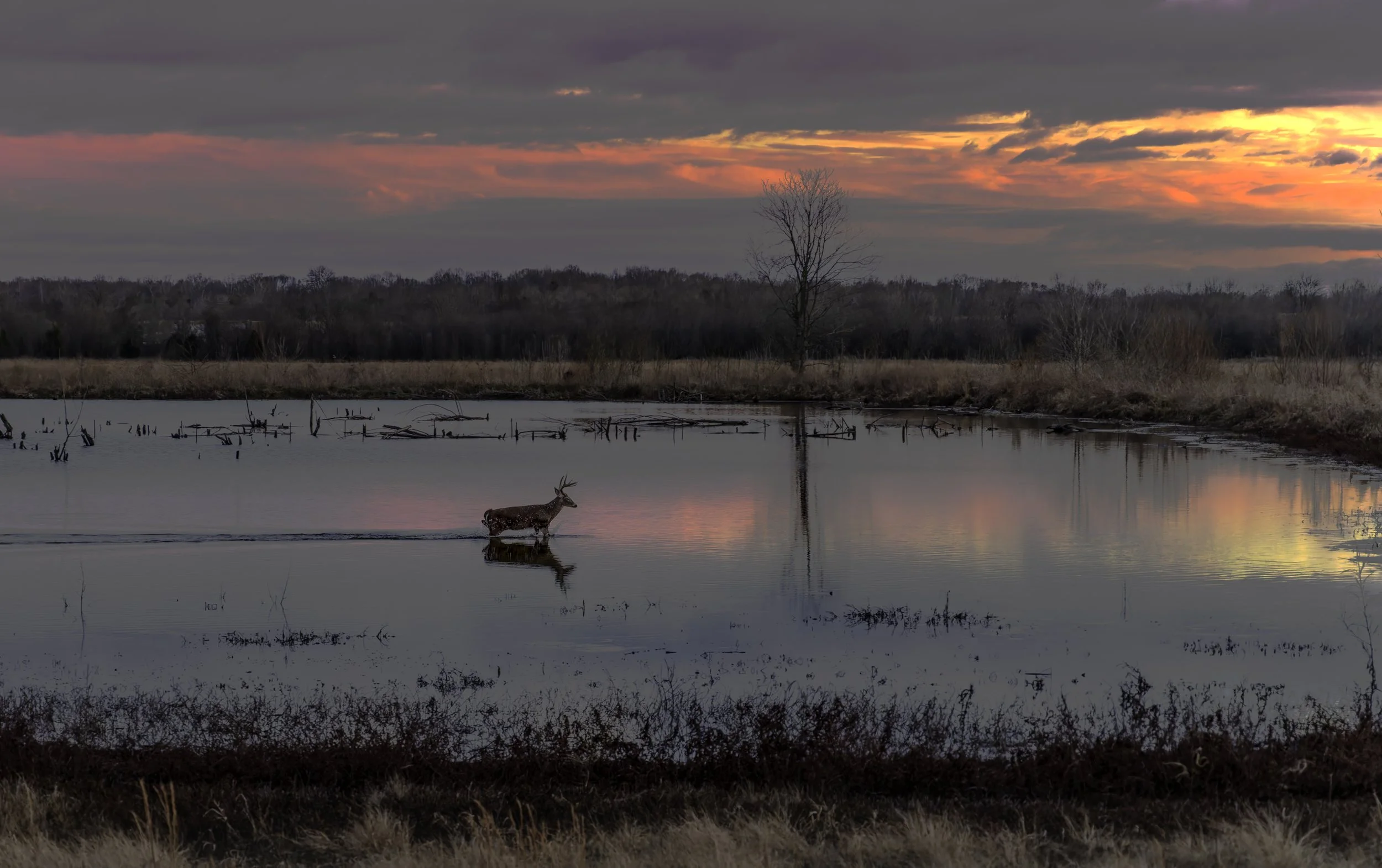 Wetland Beacon of Light