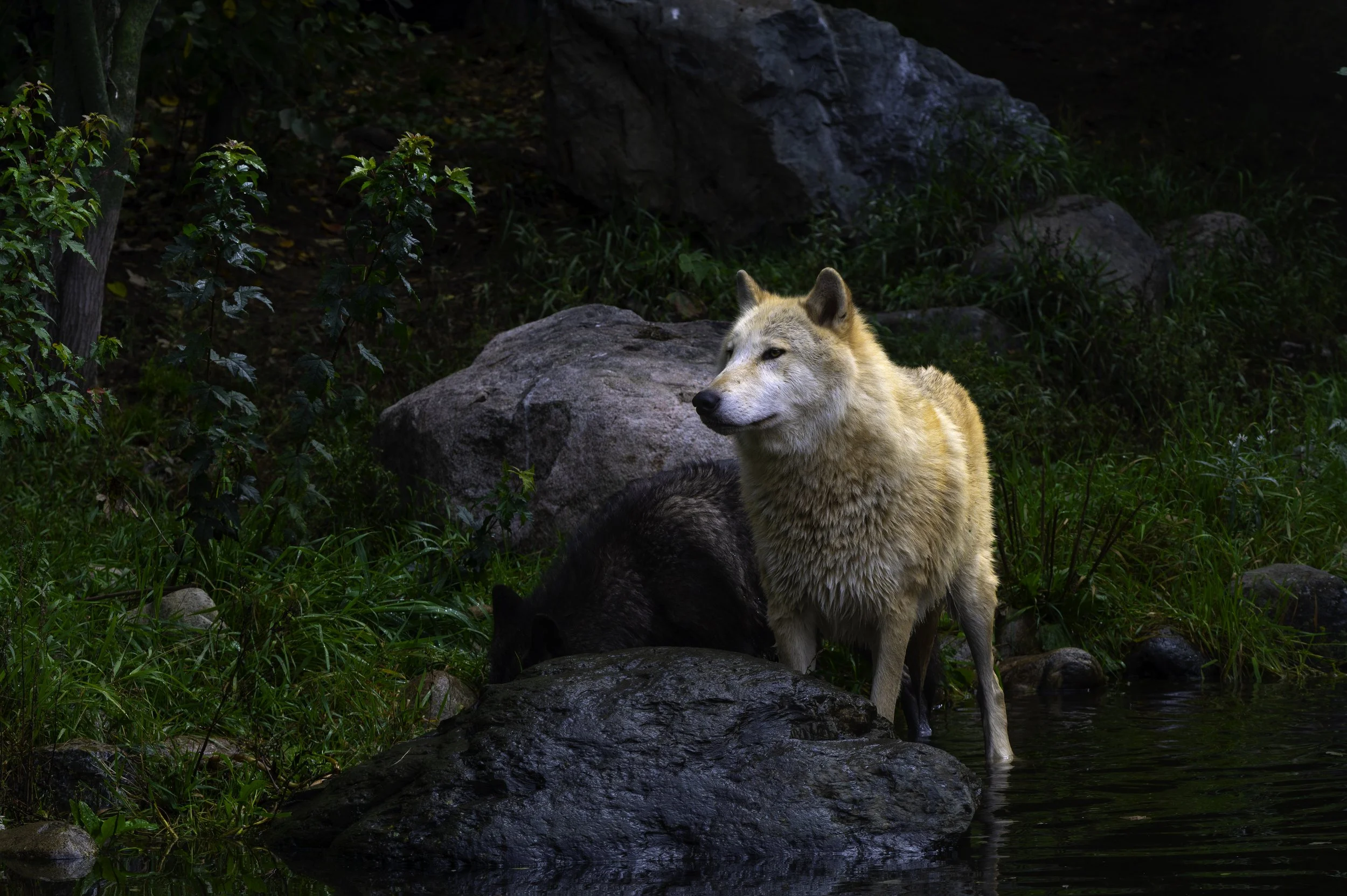 Nature’s Eternal Wisdom