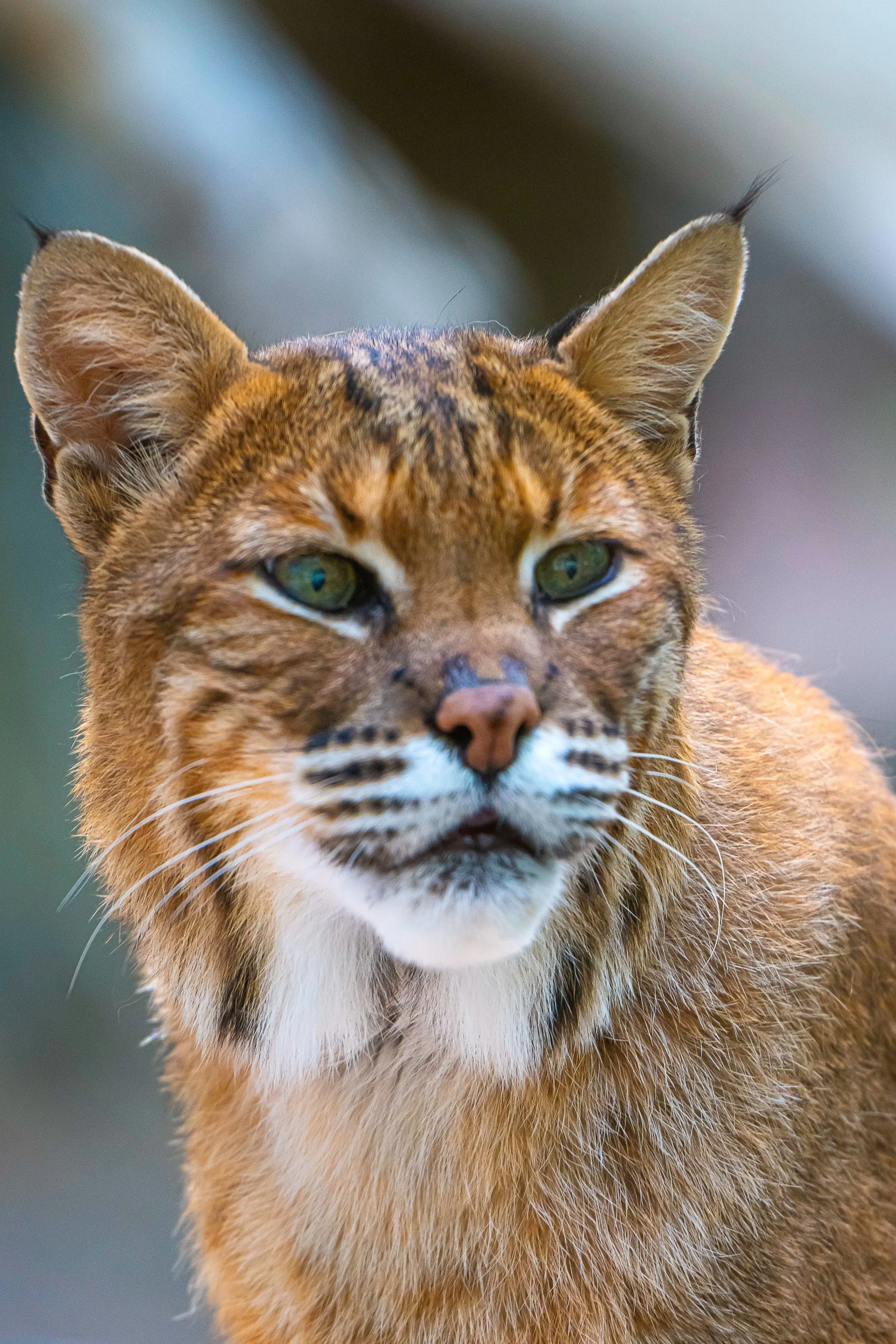 Eyes of Nature