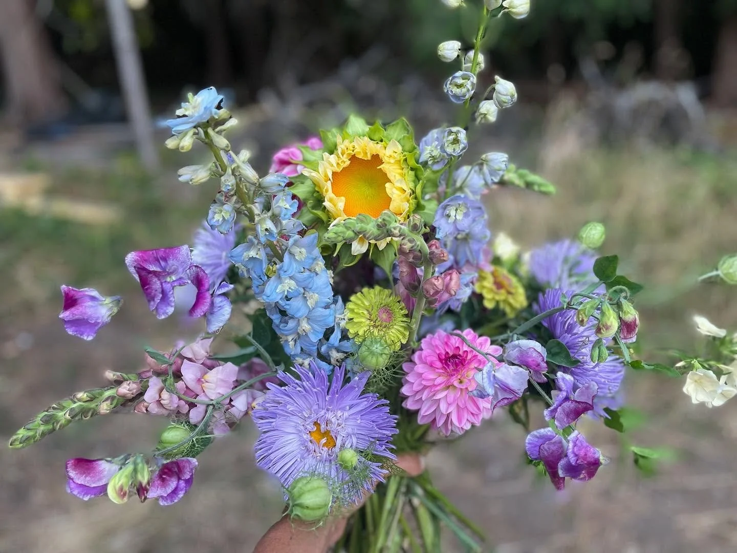Flowers flying off to the big city. My friend ordered this bouquet and I was able to include sweet peas from seed she had brought me this spring from the uk. I planted them super late and they happened to be blooming mid August 😜  just in time to ho
