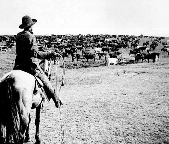 A person riding a horse and herding cattle across a rural landscape.